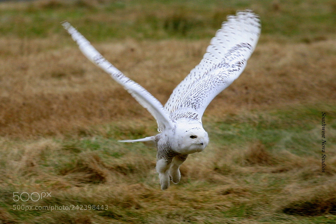 Canon EOS 350D (EOS Digital Rebel XT / EOS Kiss Digital N) sample photo. Snowy owl photography