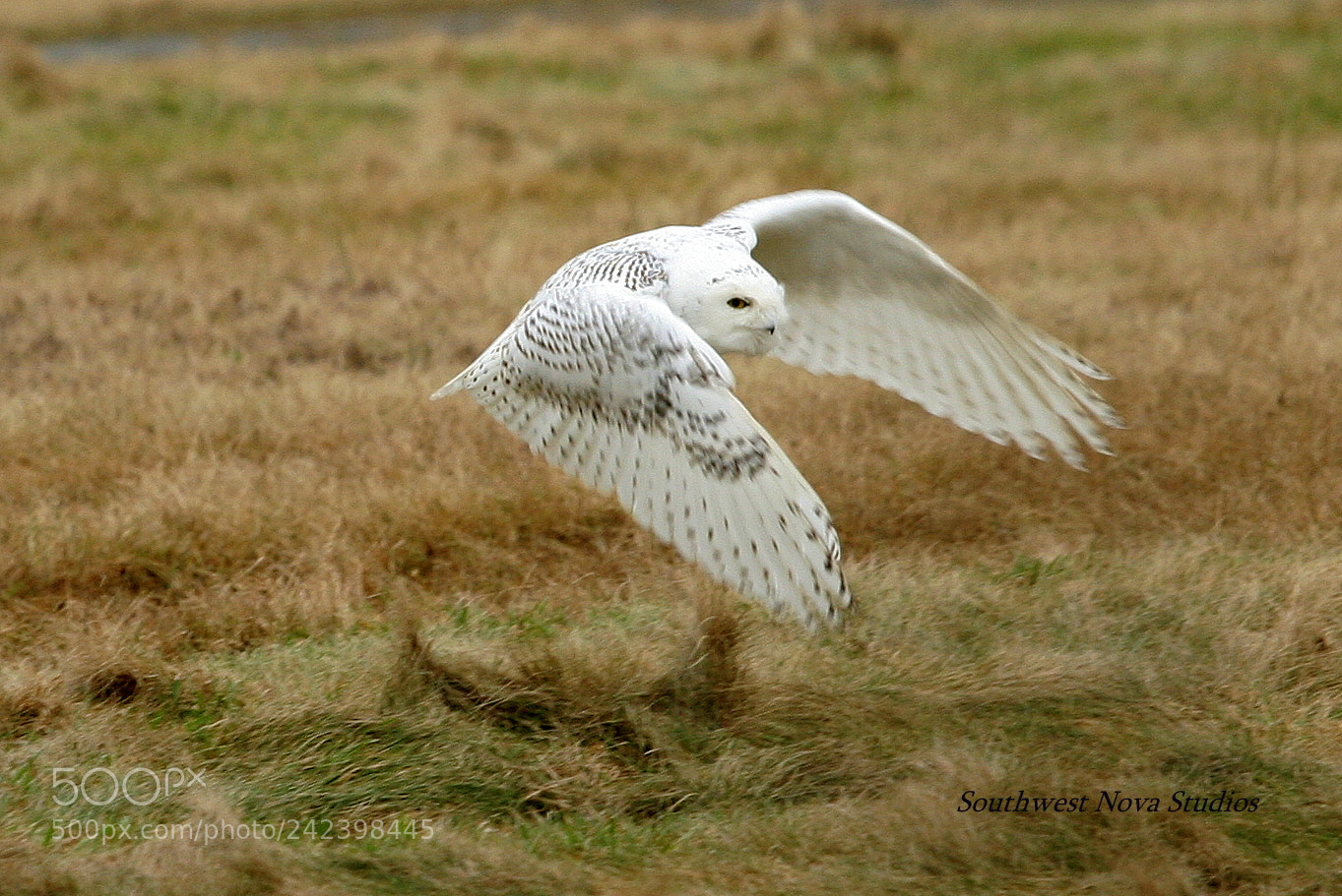 Canon EOS 350D (EOS Digital Rebel XT / EOS Kiss Digital N) sample photo. Snowy owl photography