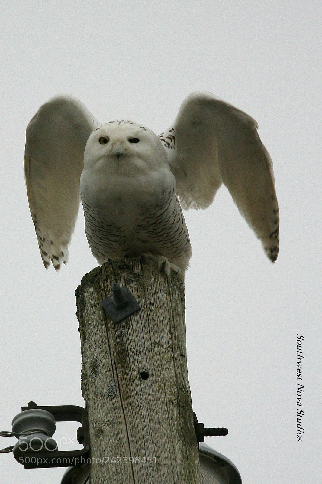 Canon EOS 350D (EOS Digital Rebel XT / EOS Kiss Digital N) sample photo. Snowy owl photography