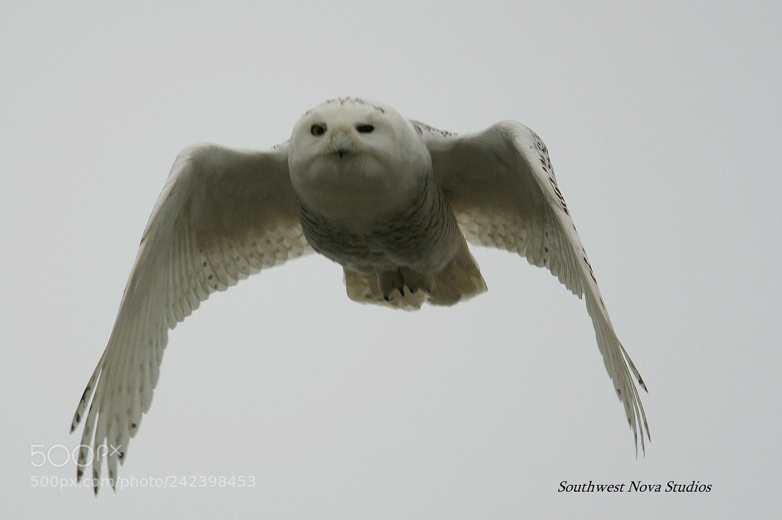 Canon EOS 350D (EOS Digital Rebel XT / EOS Kiss Digital N) sample photo. Snowy owl photography