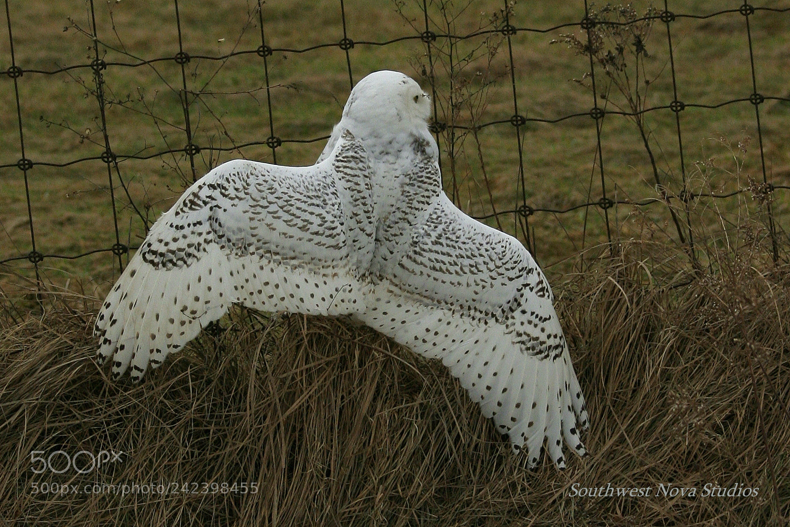 Canon EOS 350D (EOS Digital Rebel XT / EOS Kiss Digital N) sample photo. Snowy owl photography
