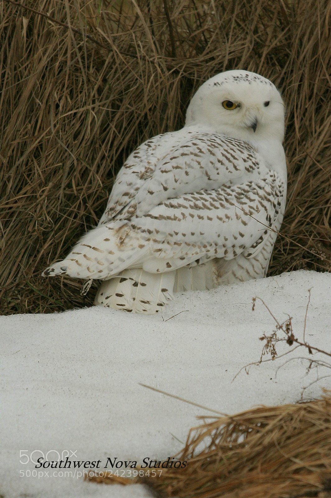 Canon EOS 350D (EOS Digital Rebel XT / EOS Kiss Digital N) sample photo. Snowy owl photography