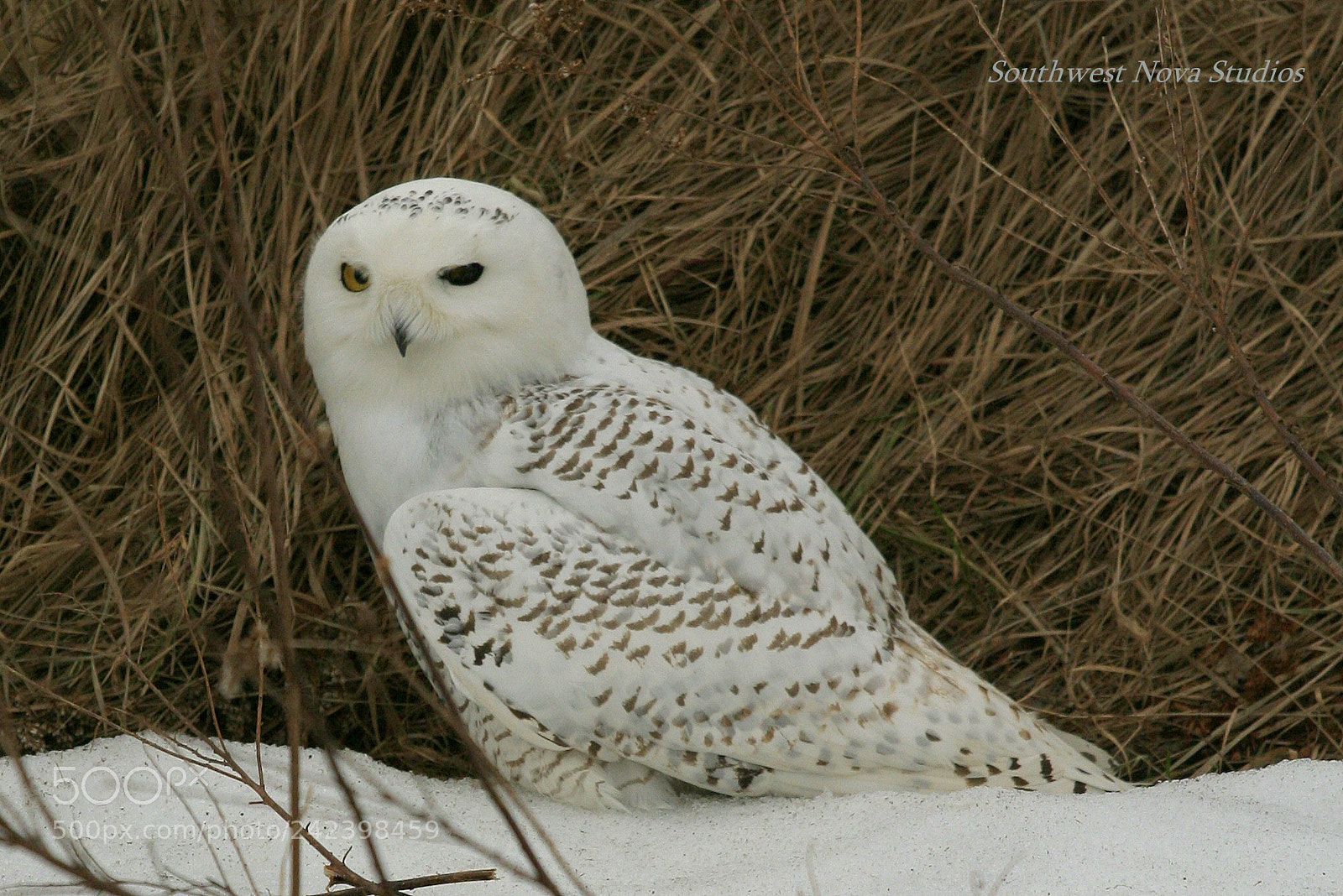 Canon EOS 350D (EOS Digital Rebel XT / EOS Kiss Digital N) sample photo. Snowy owl photography