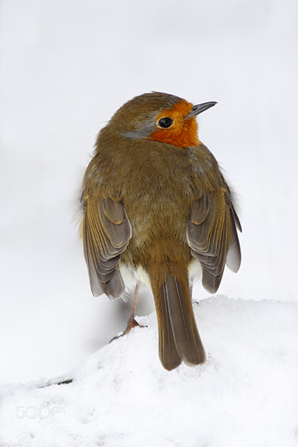 Canon EOS 50D sample photo. Robin in snow photography