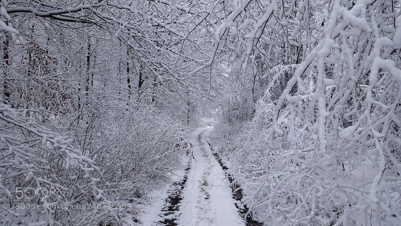 Sony Cyber-shot DSC-RX100 III sample photo. Snowy forest path photography