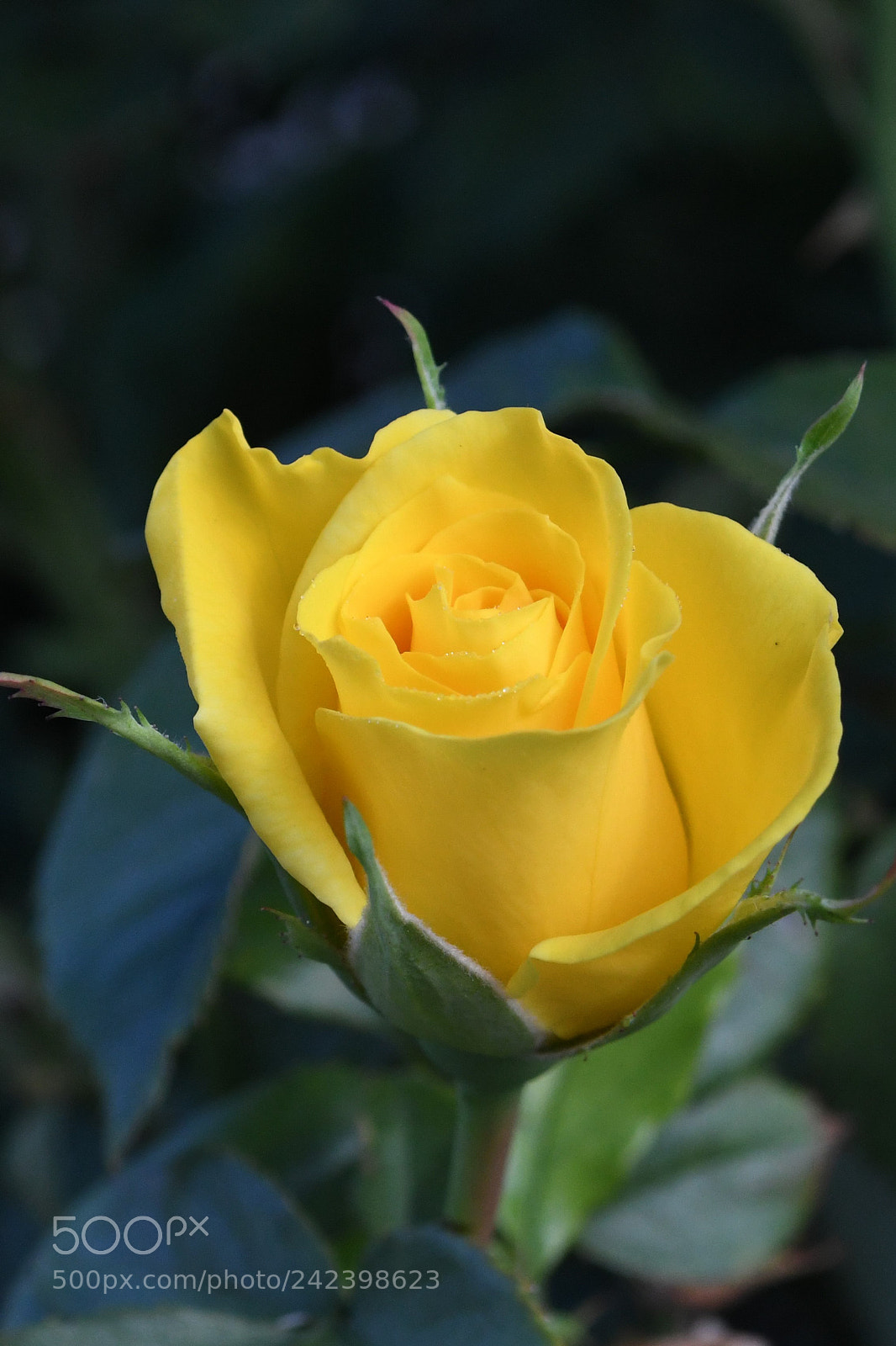 Nikon D500 sample photo. Yellow beauty photography