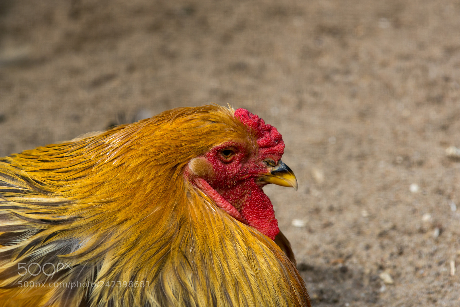 Nikon D7200 sample photo. Chicken photography