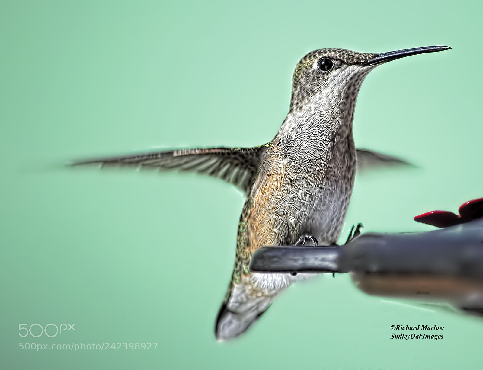 Nikon D5000 sample photo. Hummingbird photography