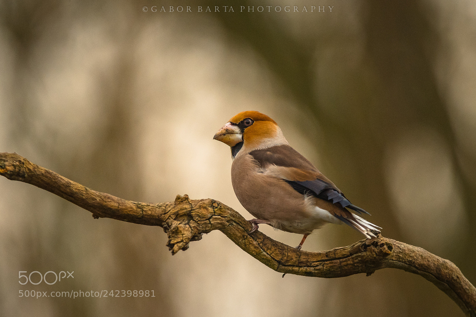 Nikon D5 sample photo. Hawfinch photography