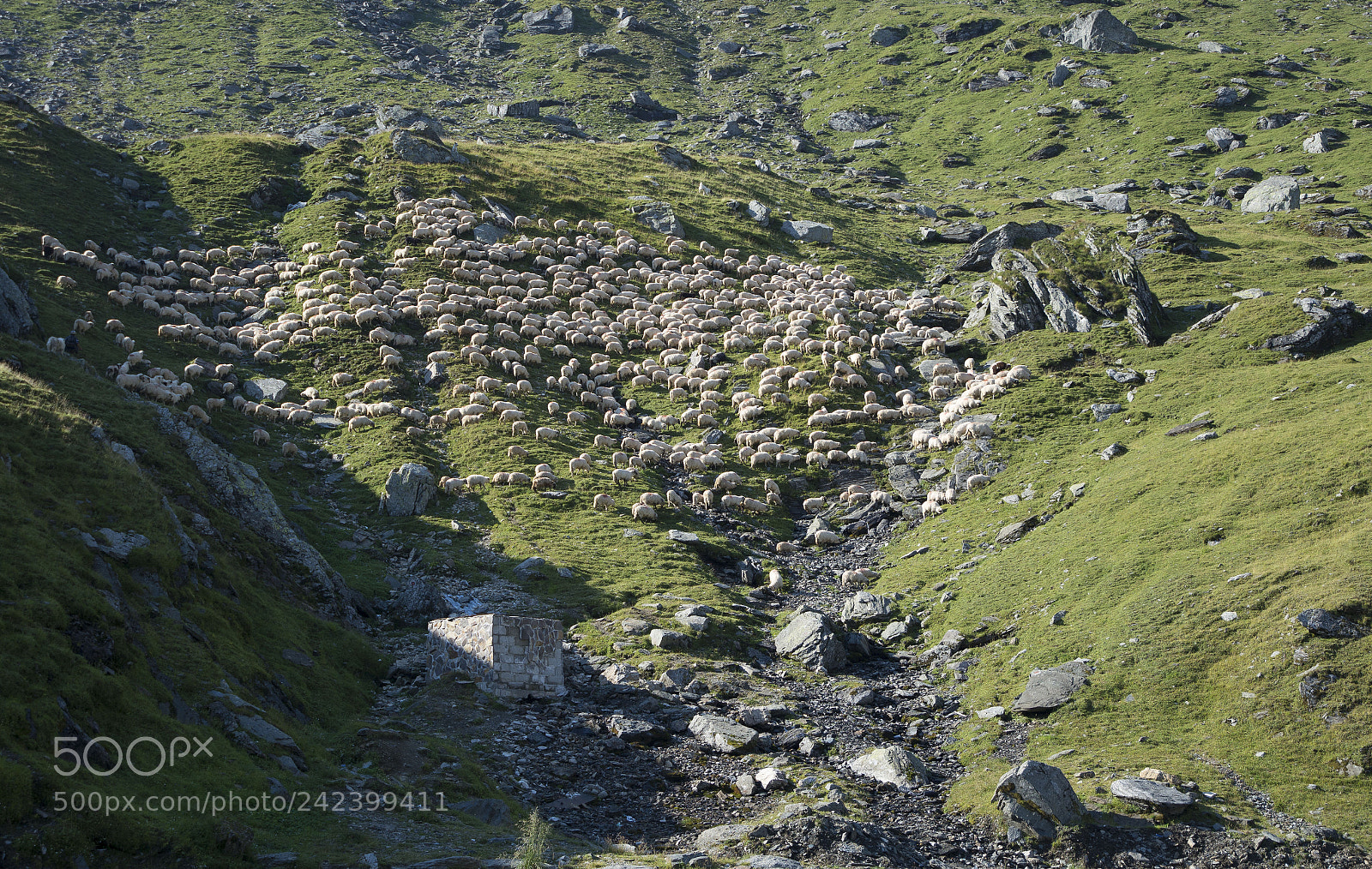 Nikon D7100 sample photo. Flock of sheep on photography