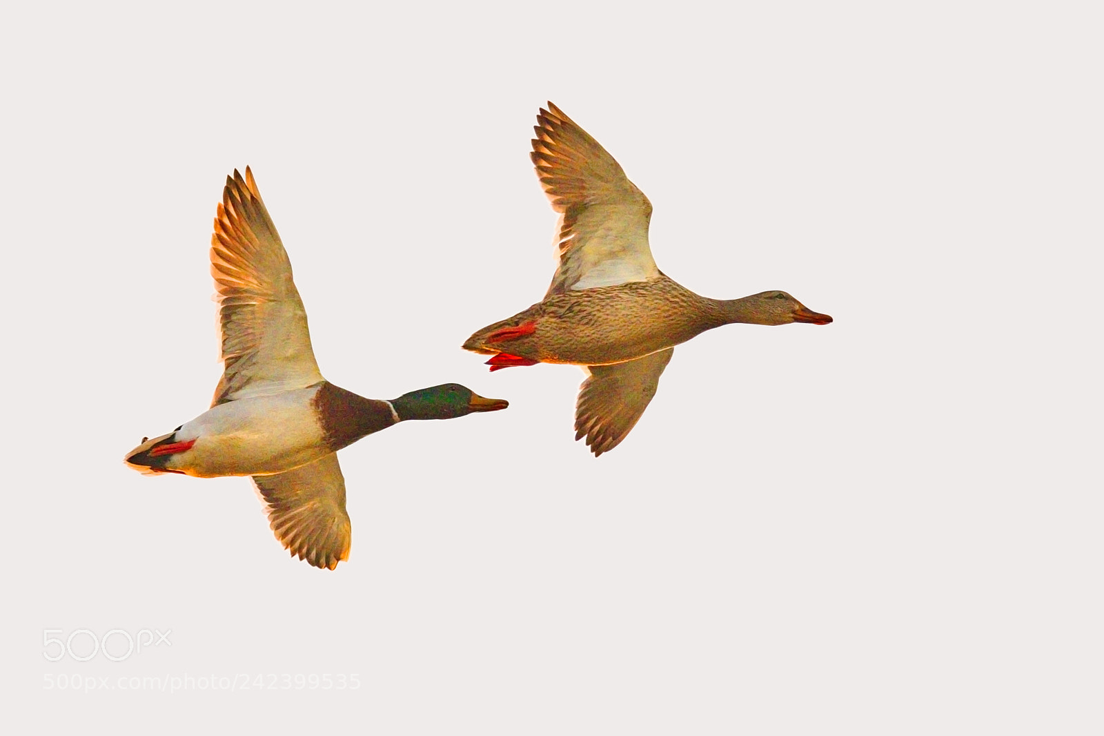 Nikon D500 sample photo. Mallard couple in flight photography