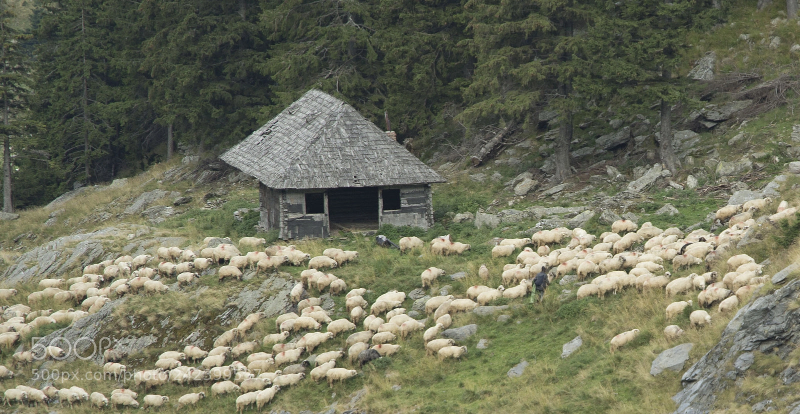 Nikon D7100 sample photo. Flock of sheep in photography