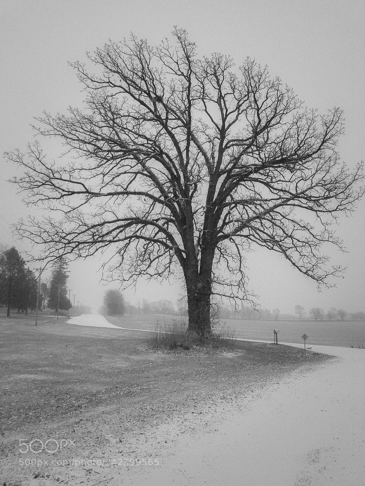 Samsung Galaxy S8+ sample photo. Oak snow dusting photography