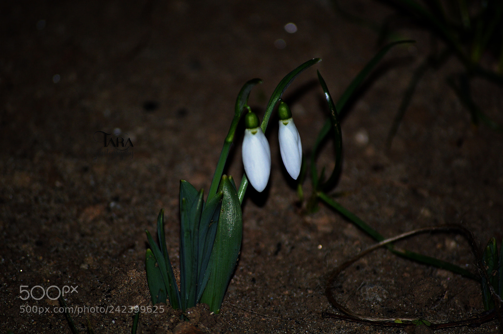 Nikon D3200 sample photo. Prve visibabe januar 2018 photography