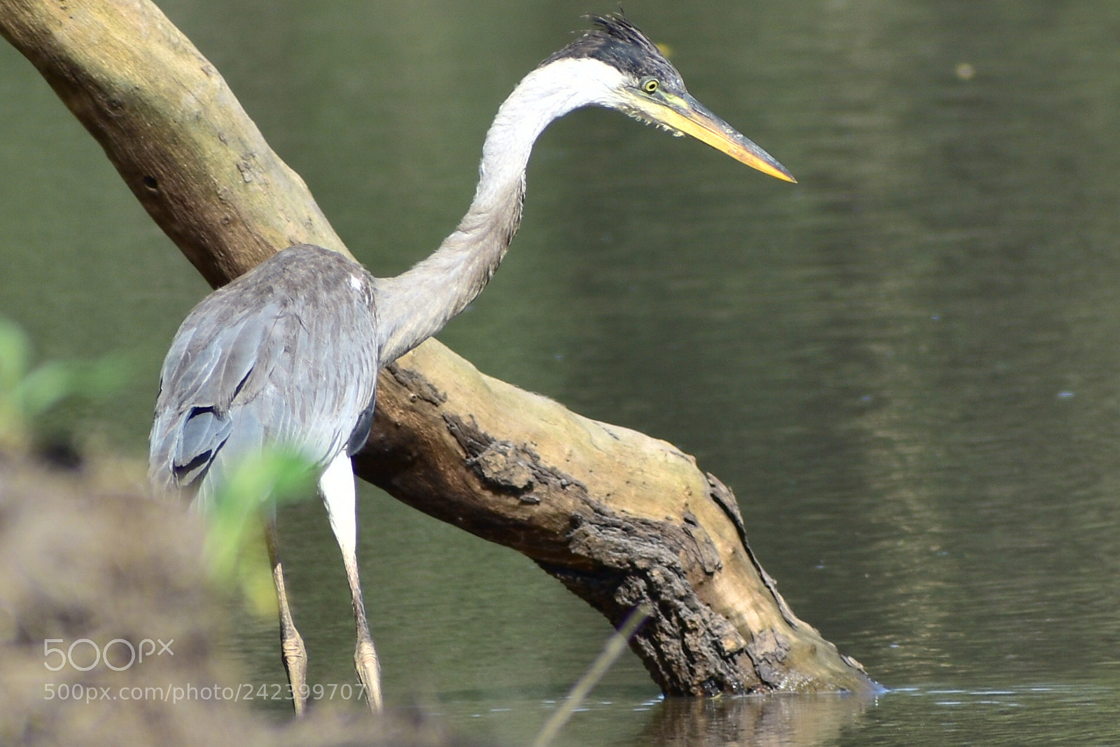 Nikon D5600 sample photo. Looking for lunch photography