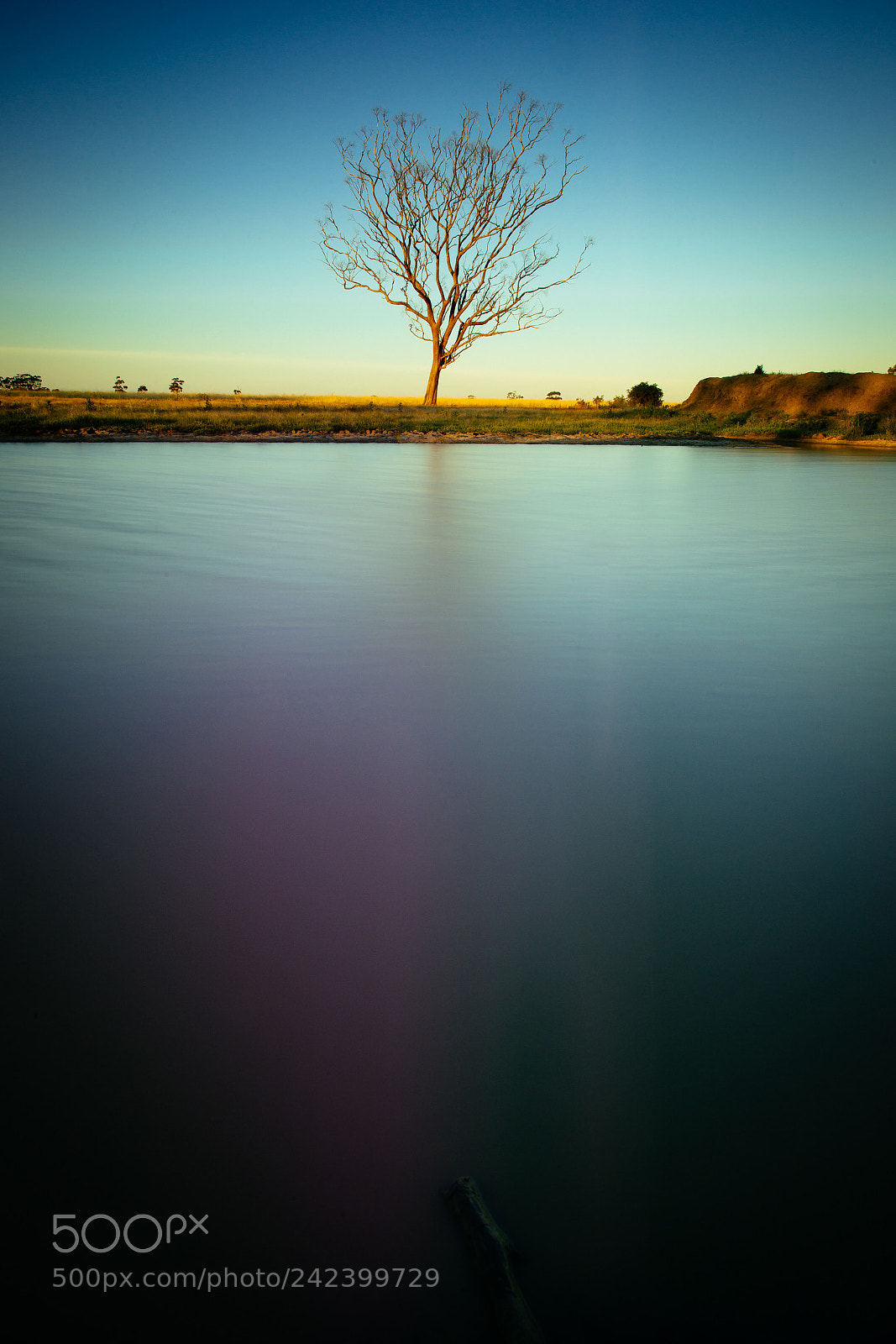 Nikon D800 sample photo. Lethbridge, tree photography
