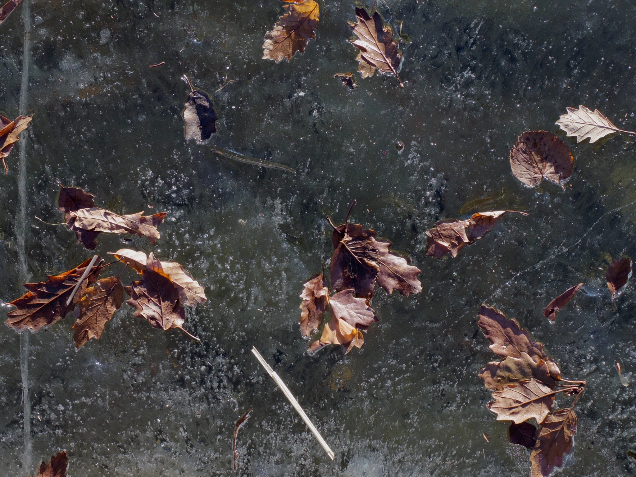 Pentax Q-S1 sample photo. Jackson ice leaf photography