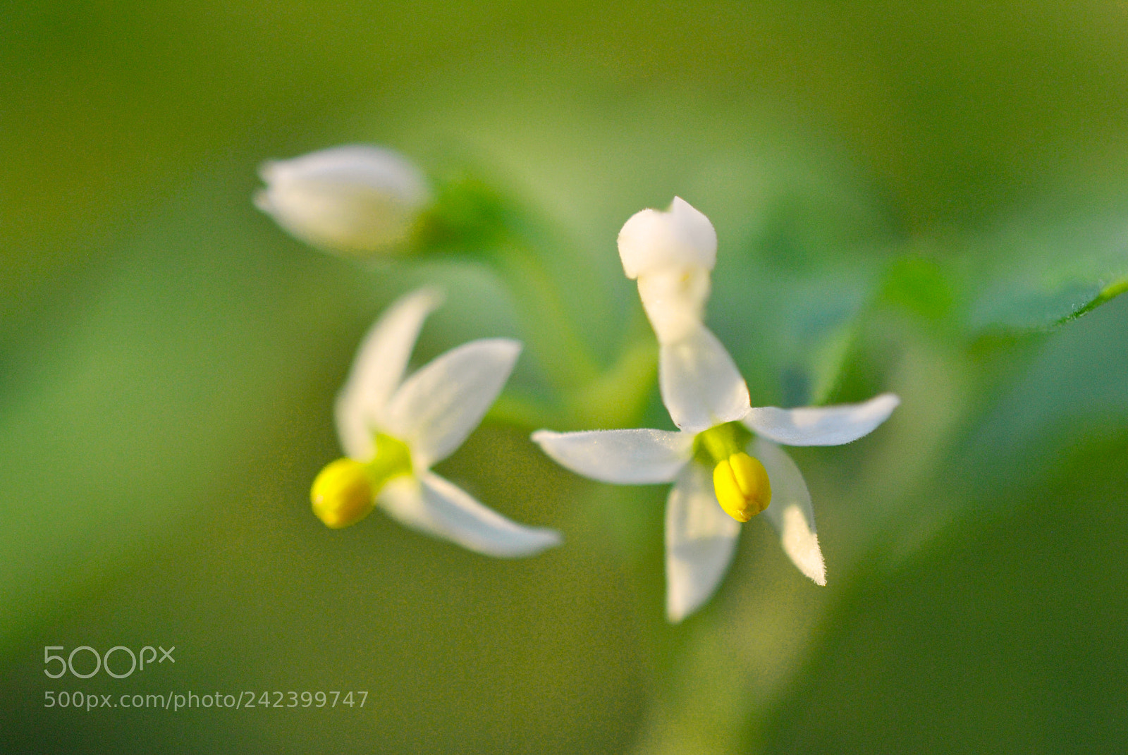 Nikon D3000 sample photo. Just a weed in photography