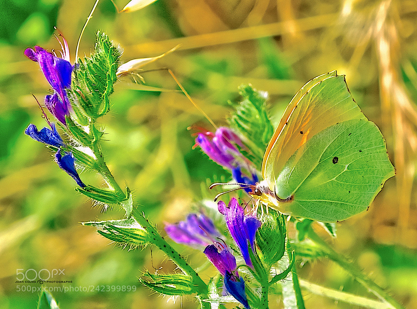 Nikon D810 sample photo. Butterfly leafheet photography