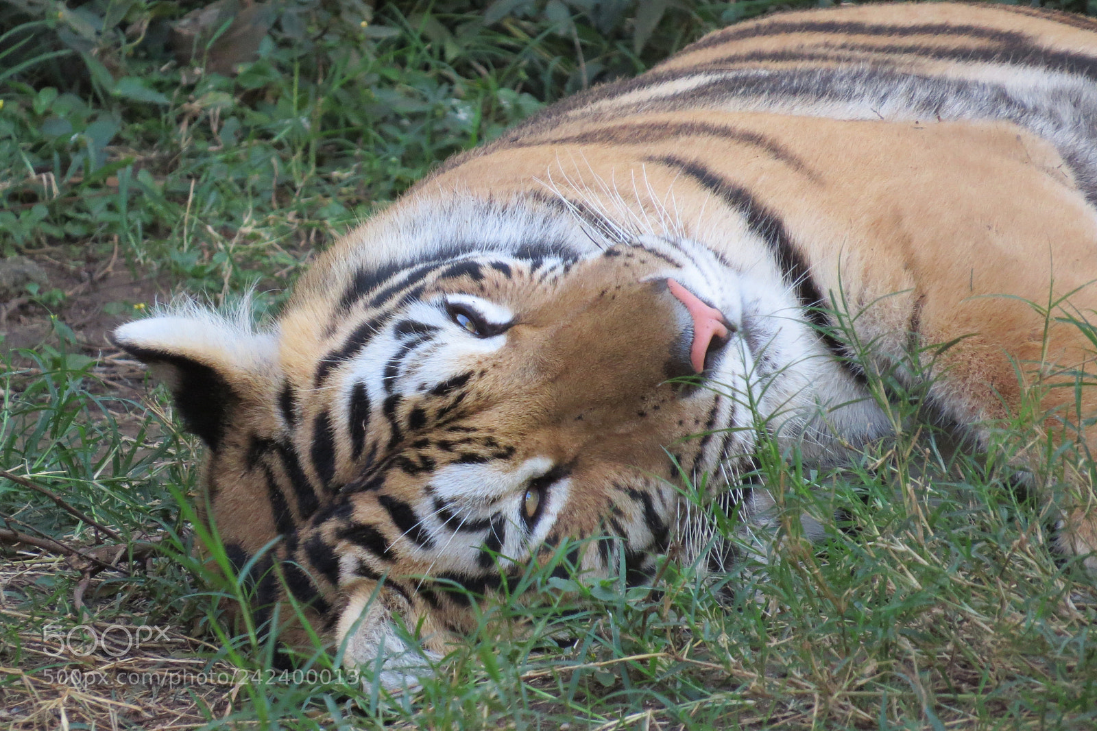 Canon PowerShot SX50 HS sample photo. Img photography