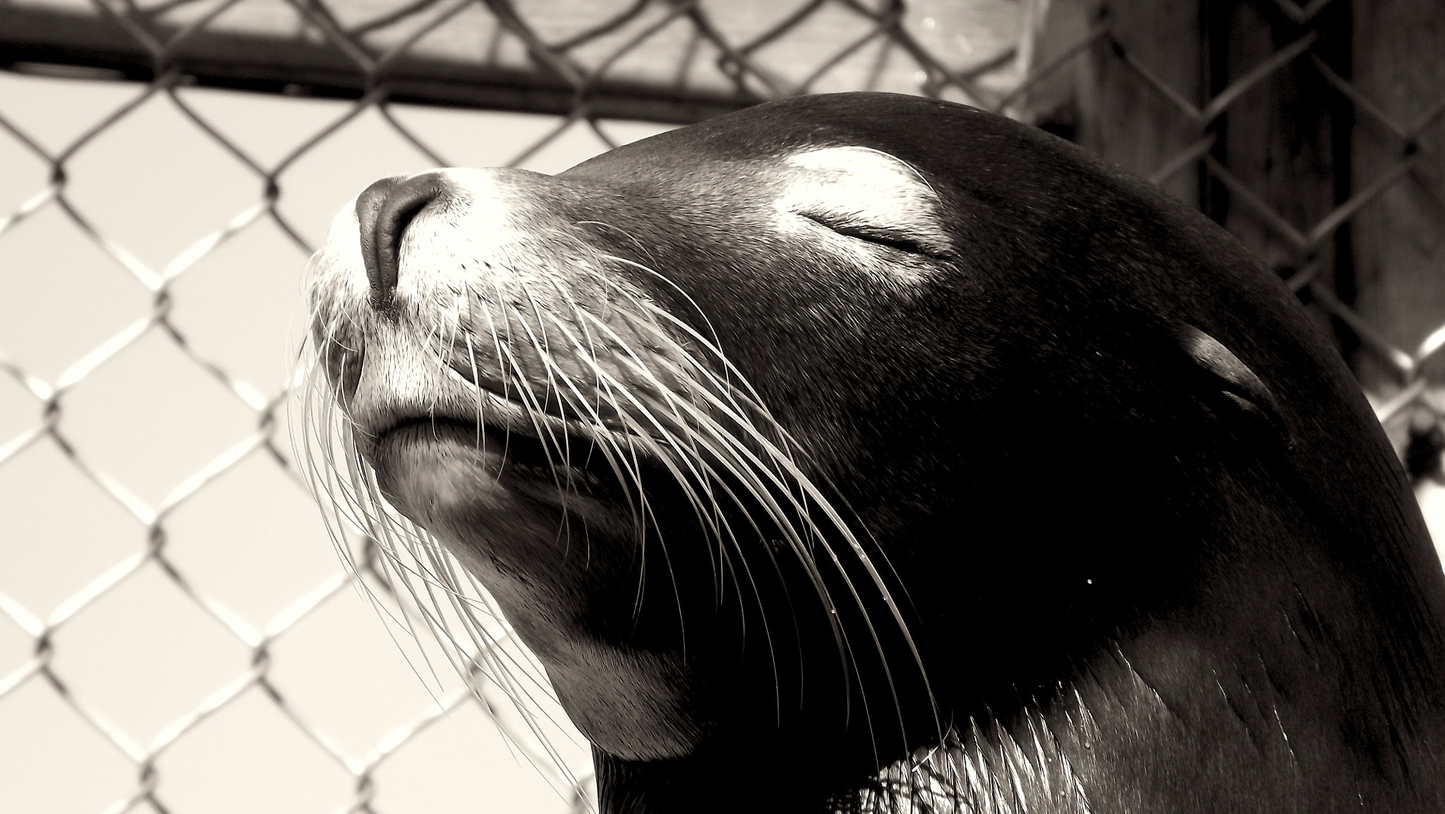 FujiFilm FinePix S4000 (FinePix S4050) sample photo. Seal photography