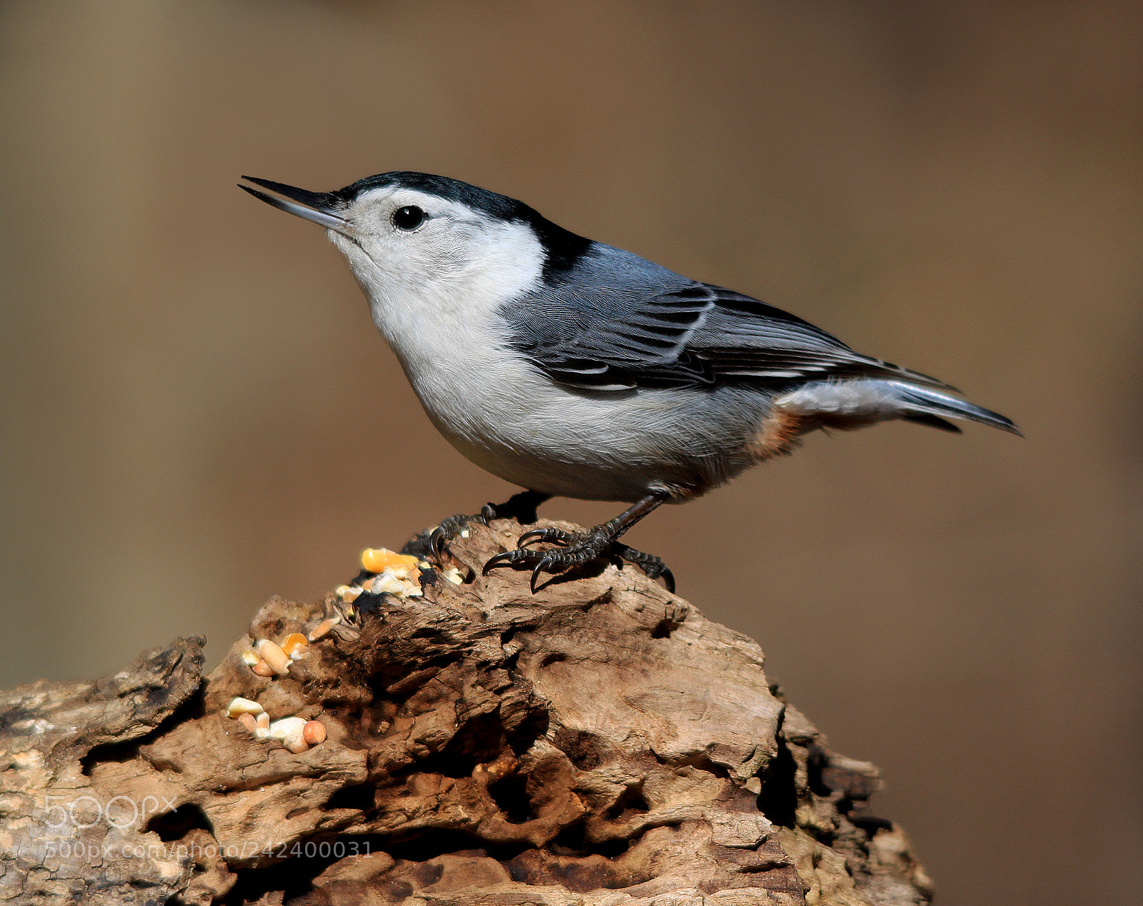 Canon EOS 500D (EOS Rebel T1i / EOS Kiss X3) sample photo. White breasted nuthatch photography
