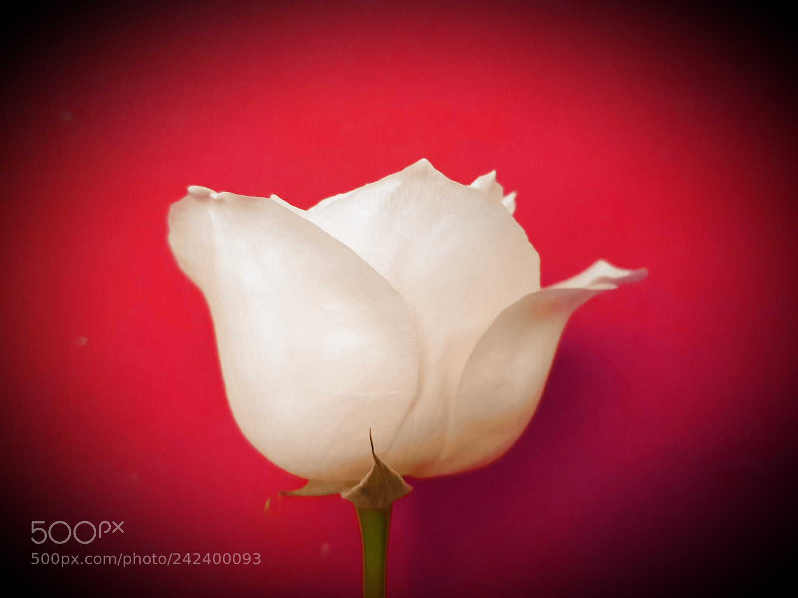 Samsung Galaxy S8+ sample photo. White rose flower for photography