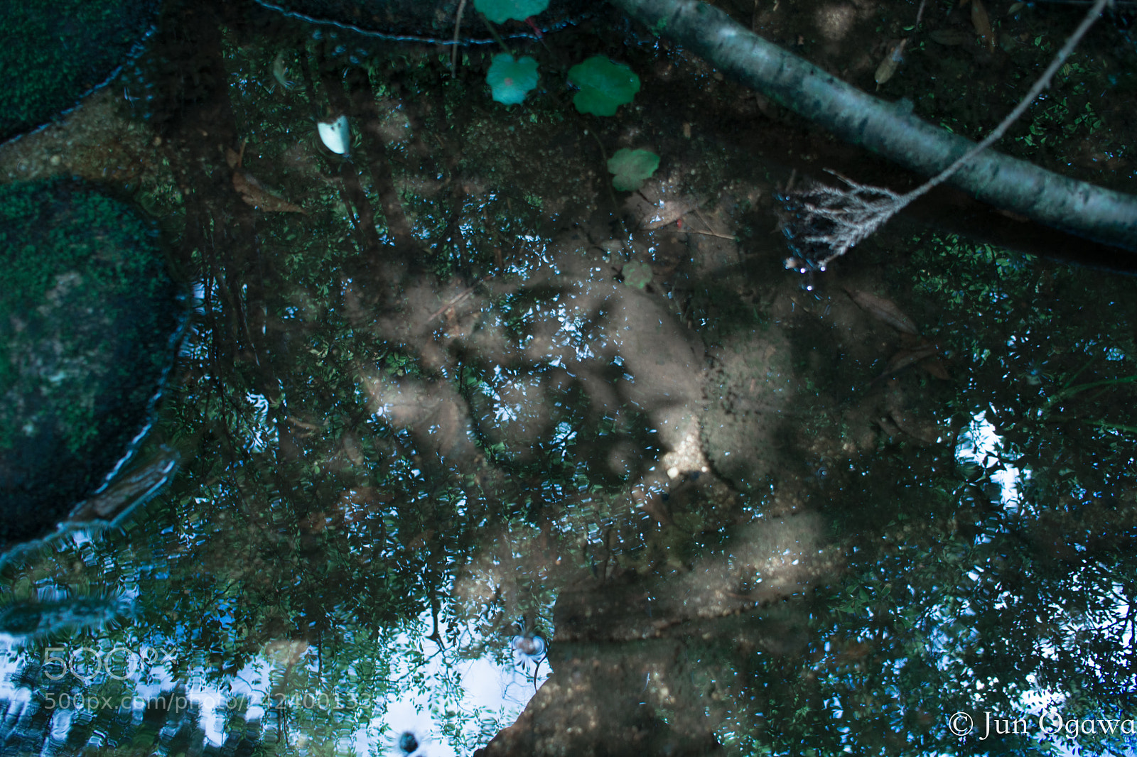 Pentax K-70 sample photo. Yakushima forest - layer photography