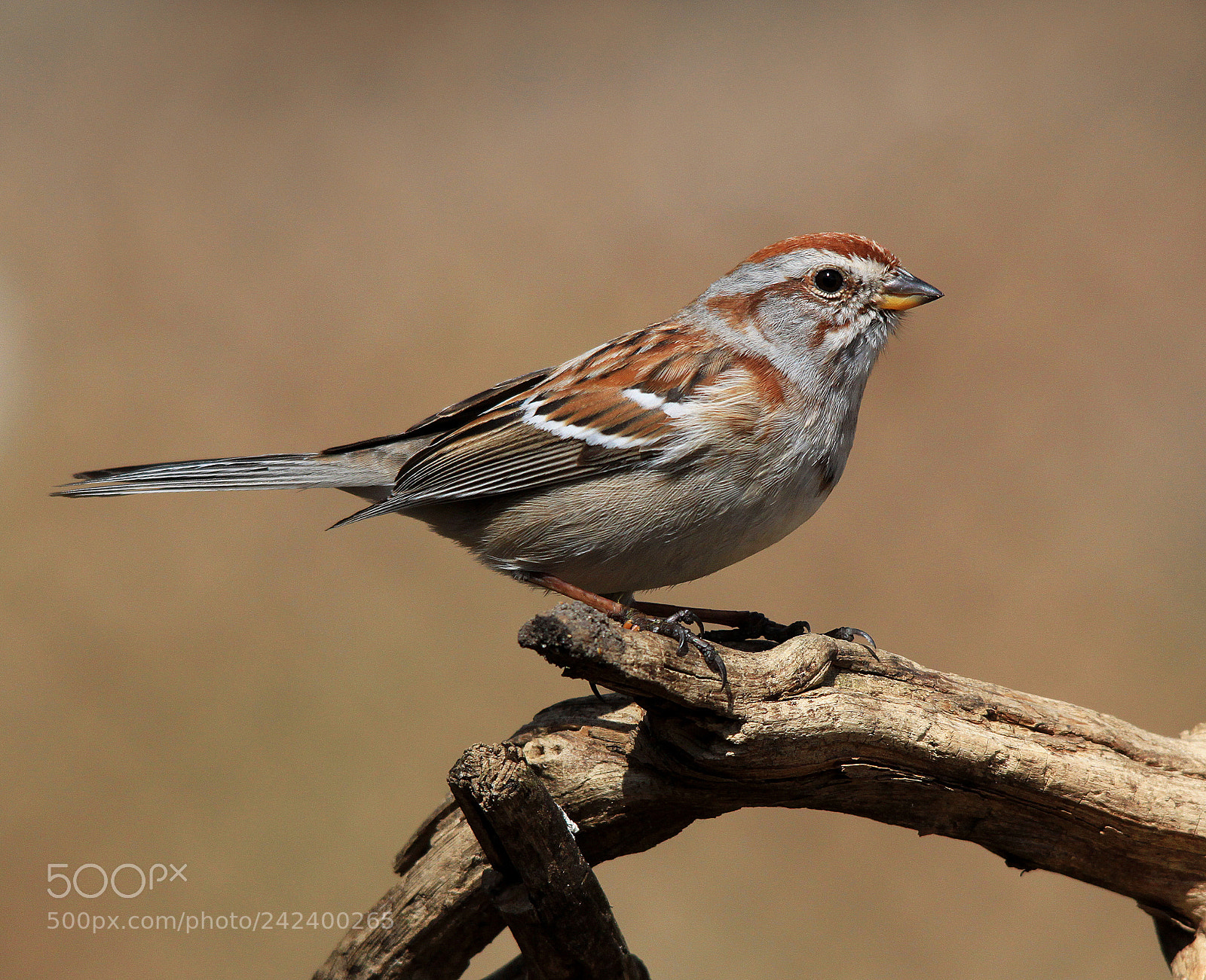 Canon EOS 500D (EOS Rebel T1i / EOS Kiss X3) sample photo. American tree sparrow photography
