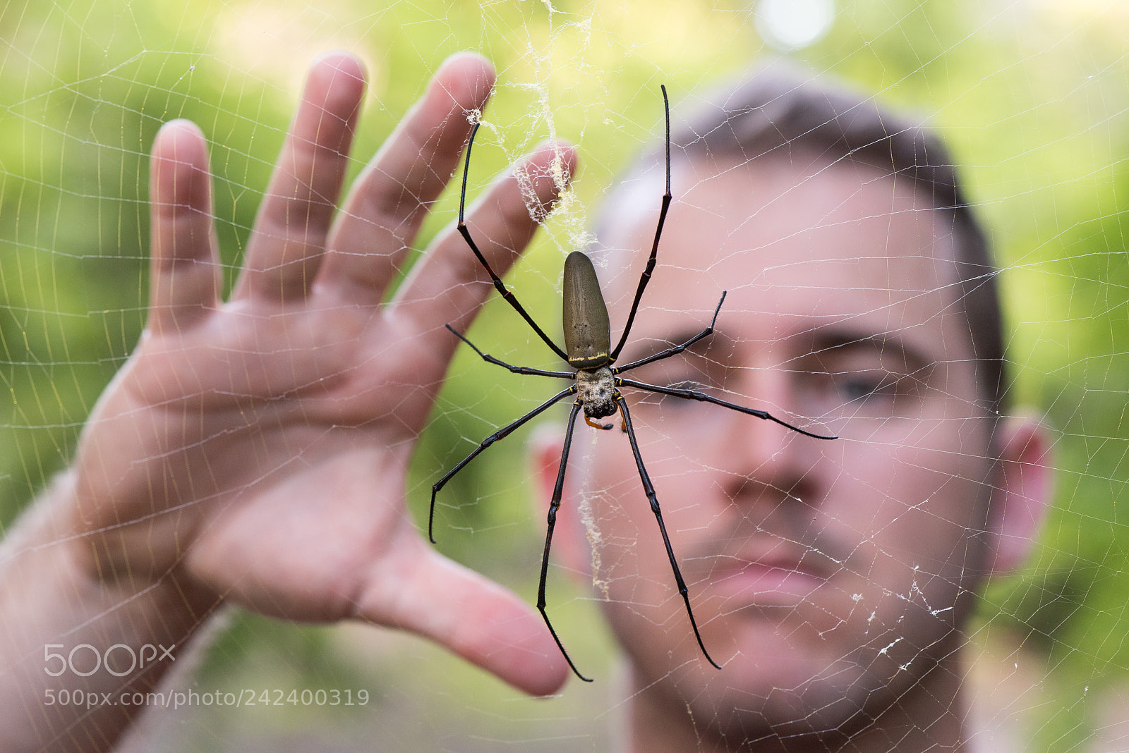 Nikon D810 sample photo. Large golden orb-web spider photography