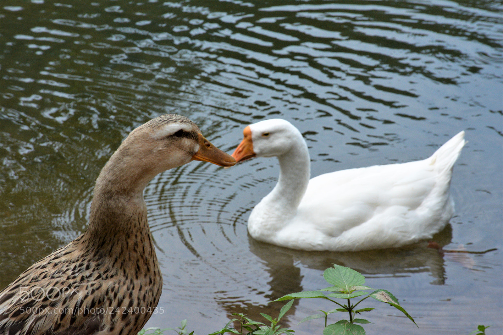Nikon D7100 sample photo. 嘿，鸭子。 photography