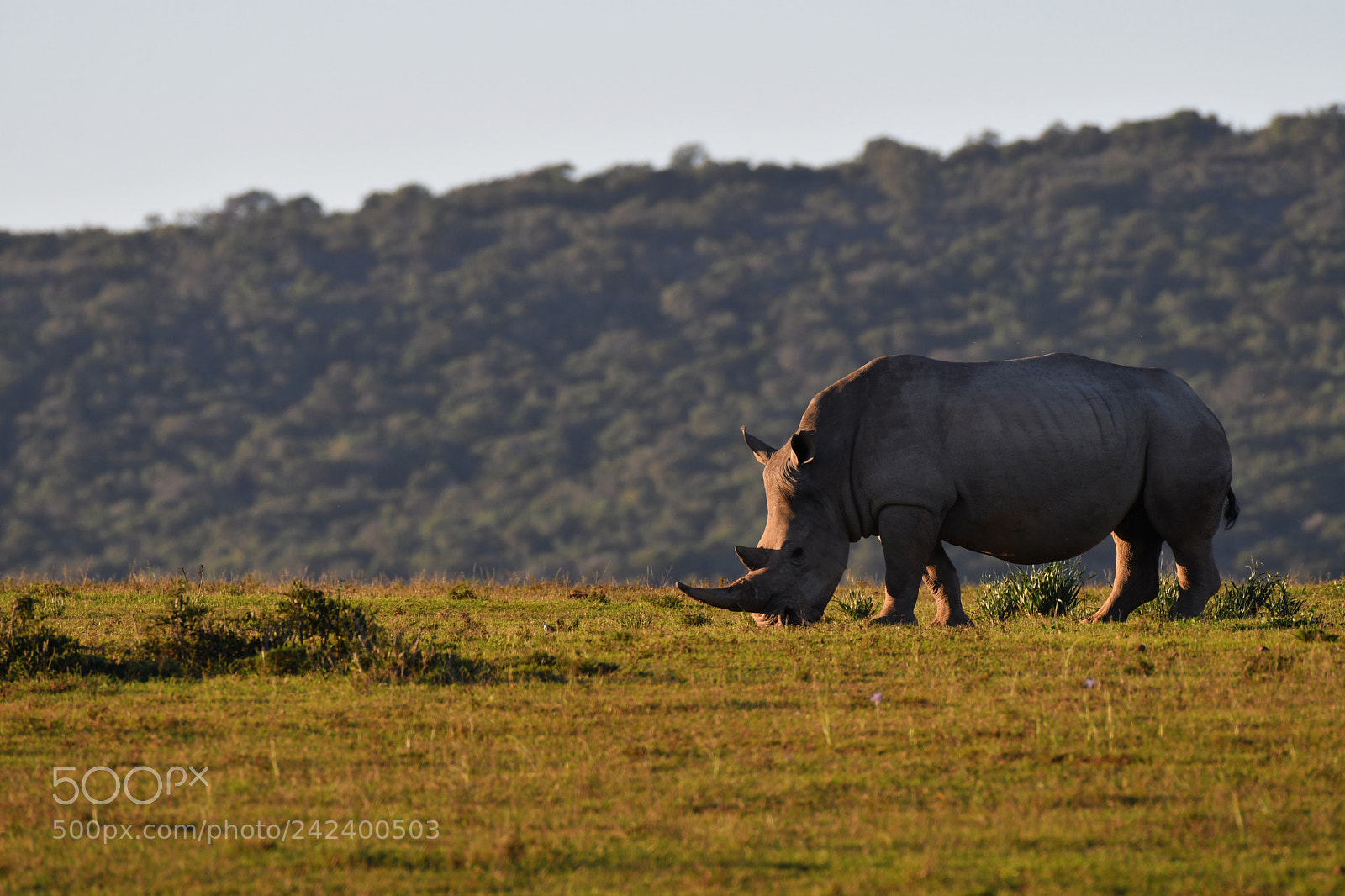 Nikon D500 sample photo. Rhinoceros photography