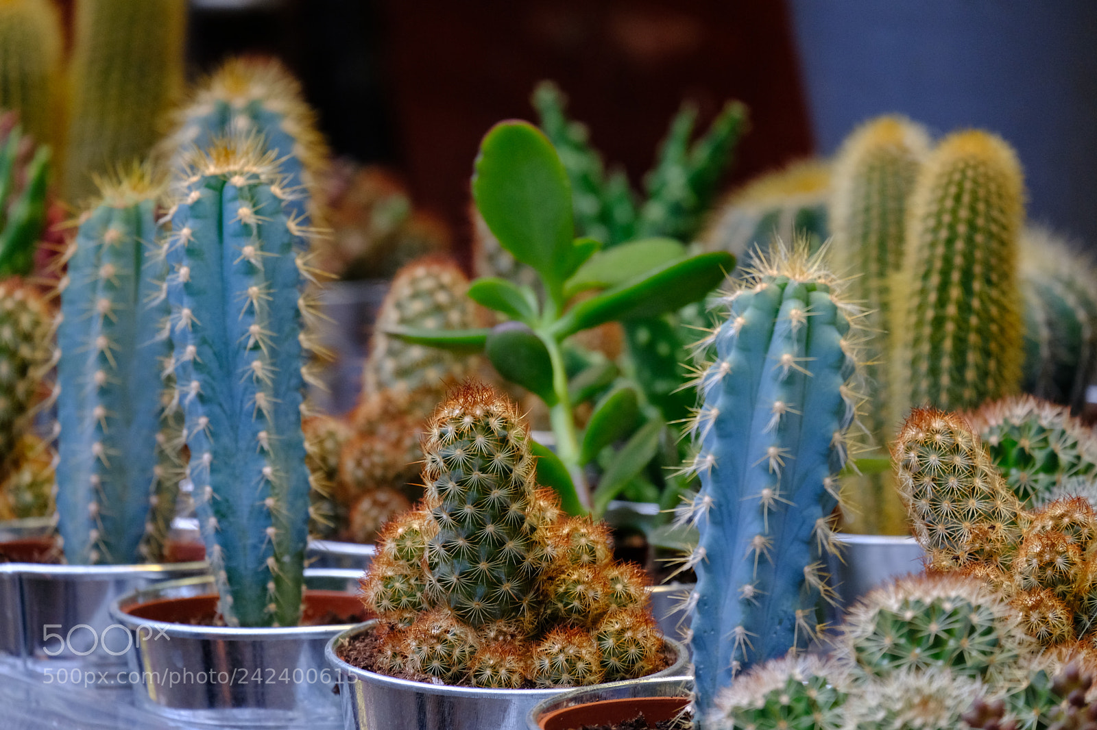 Fujifilm X-T20 sample photo. Prickly company photography