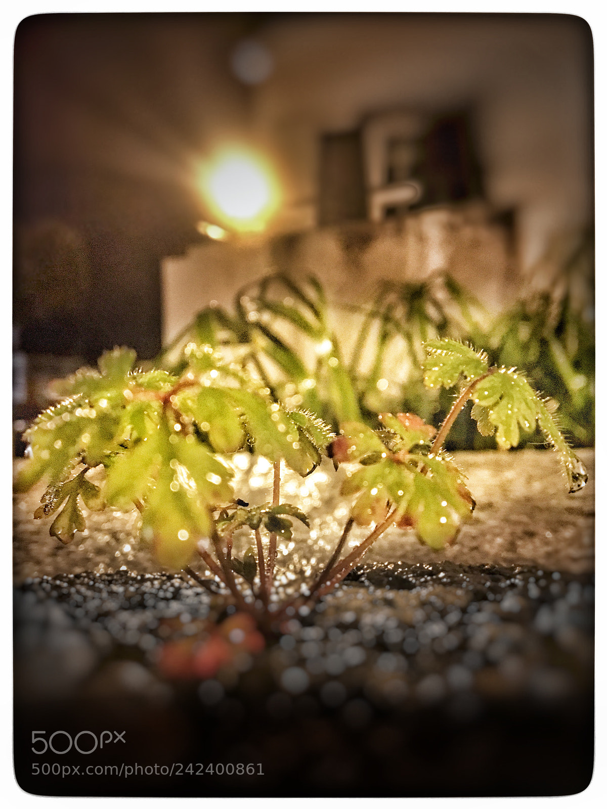Apple iPhone 6s sample photo. Untitled photography