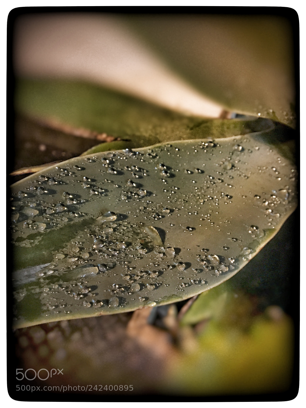 Apple iPhone 6s sample photo. Untitled photography