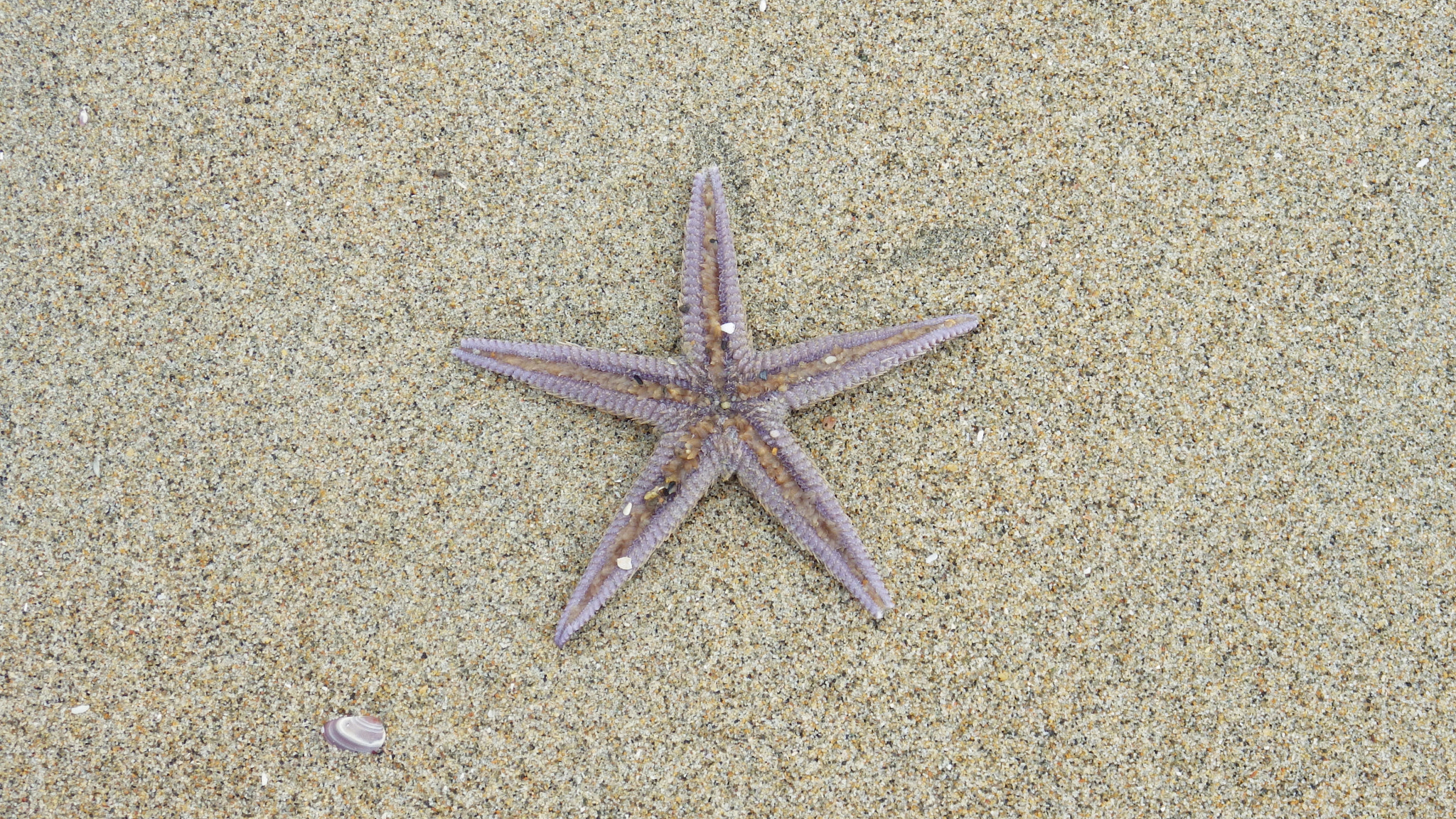 Pentax X-5 sample photo. Starfish photography
