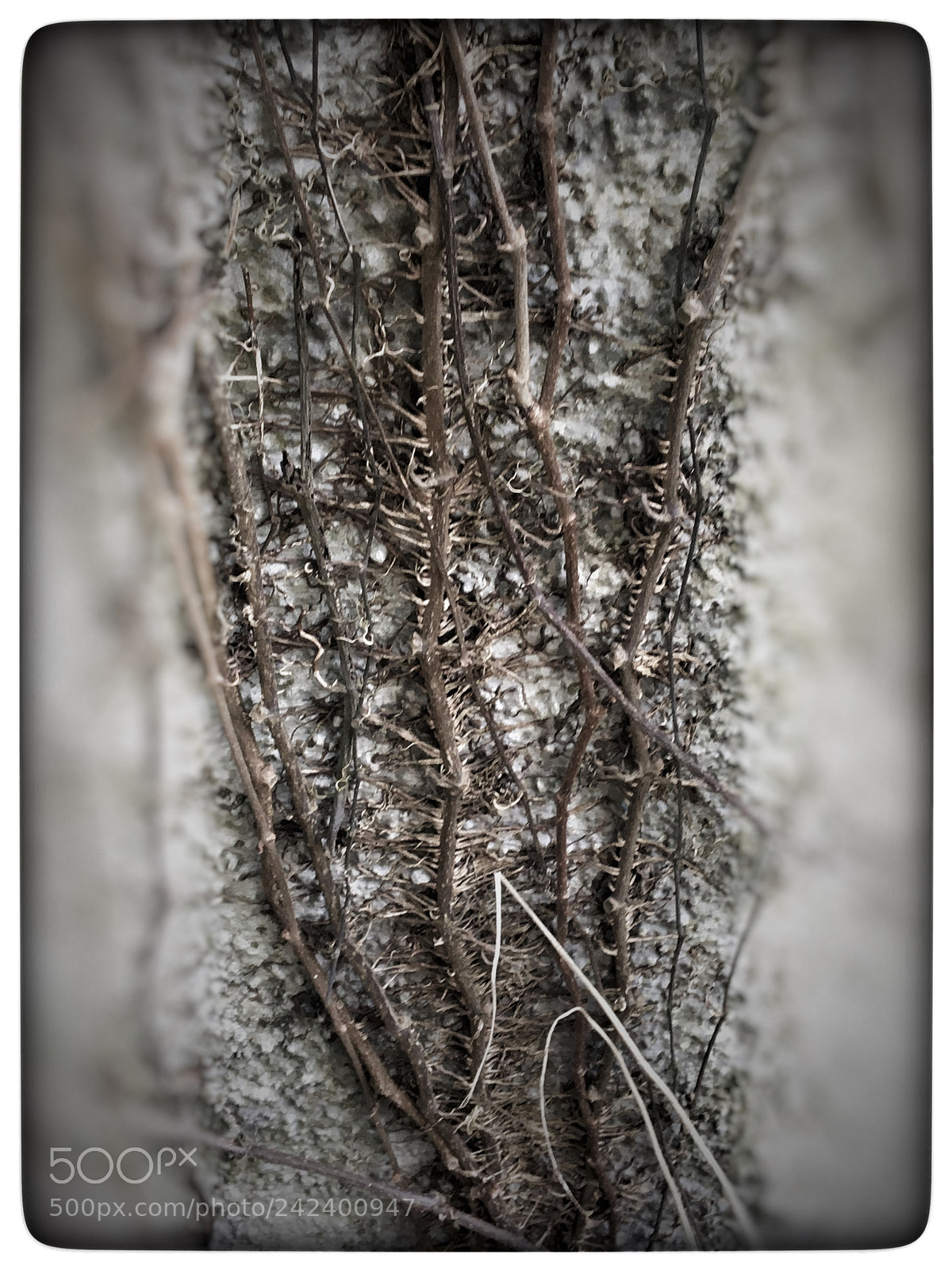 Apple iPhone 6s sample photo. Untitled photography