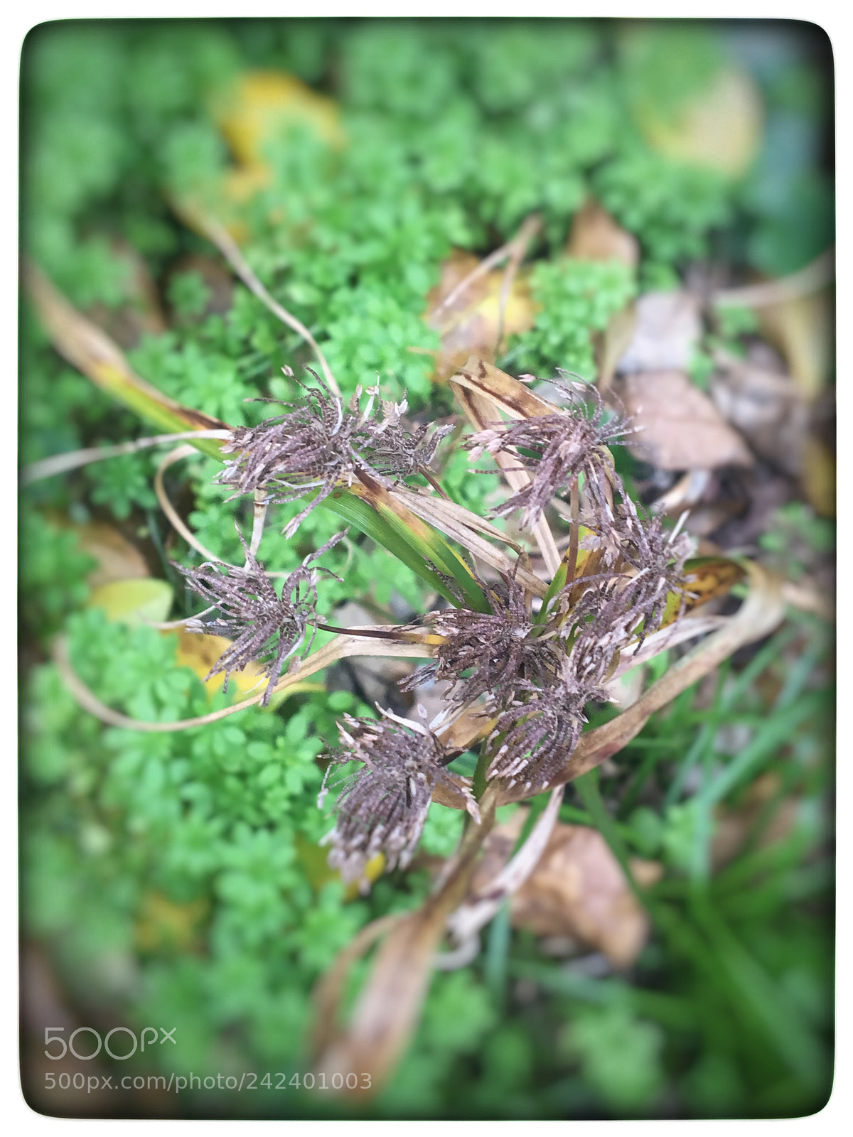 Apple iPhone 6s sample photo. Untitled photography