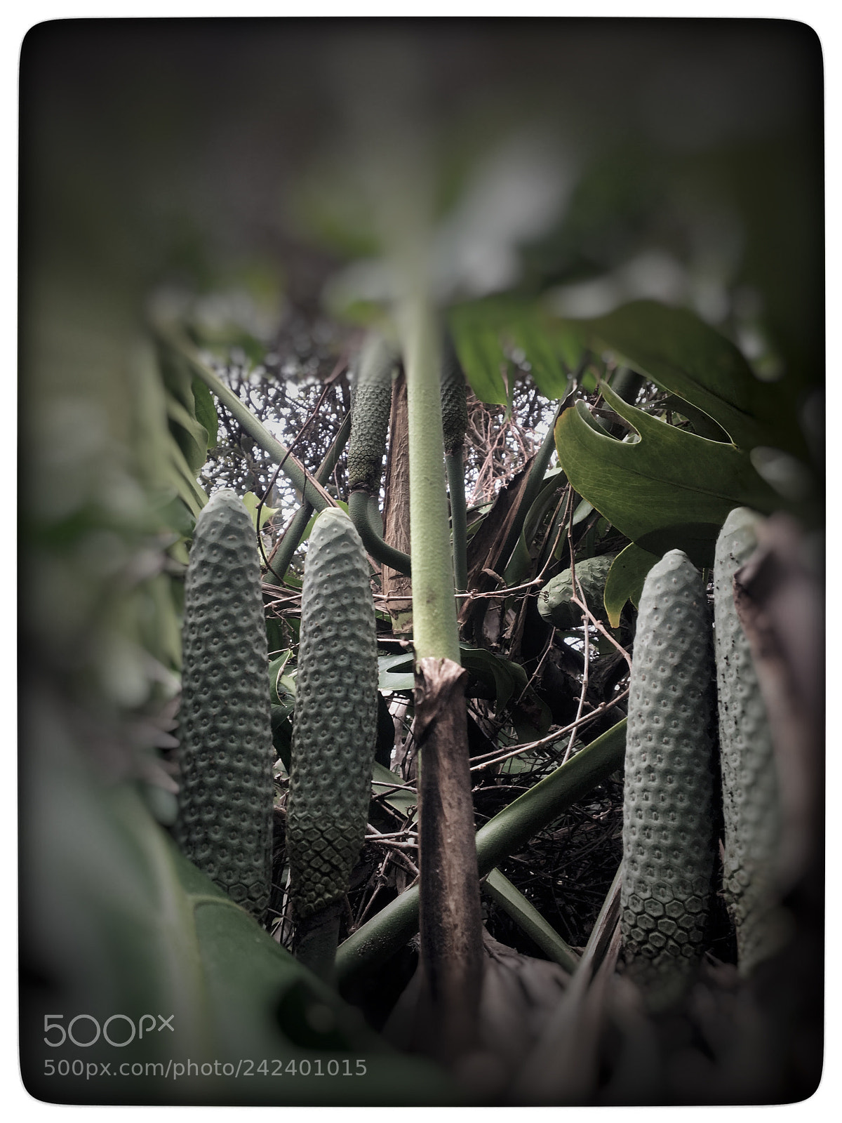Apple iPhone 6s sample photo. Untitled photography