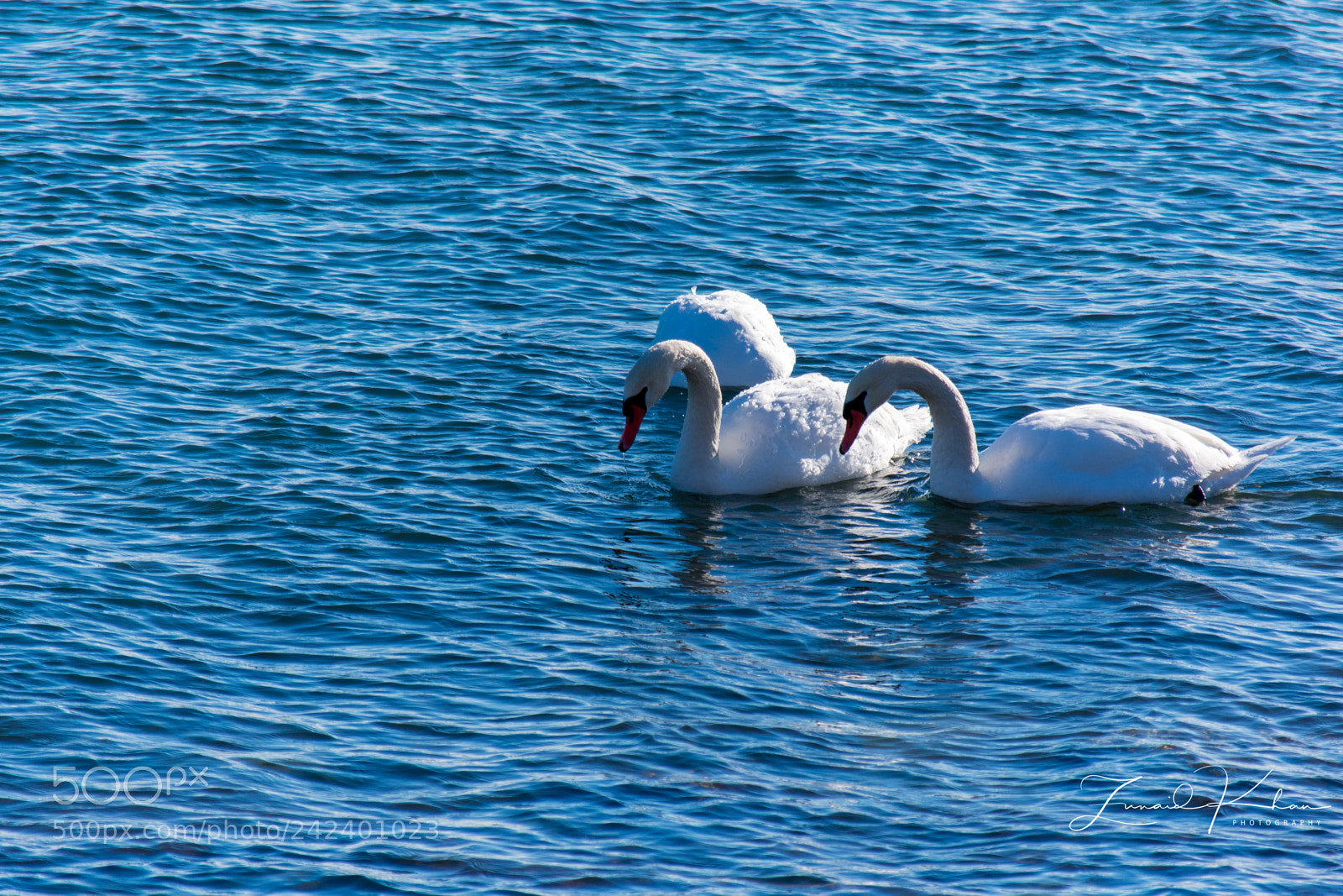 Nikon D3400 sample photo. Swans photography