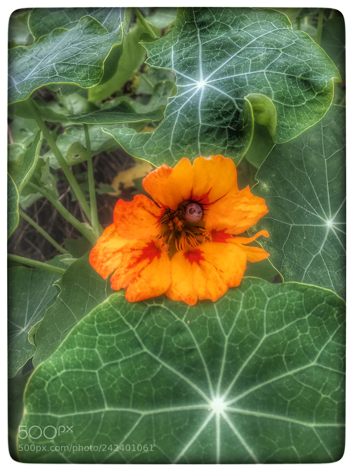Apple iPhone 6s sample photo. Untitled photography