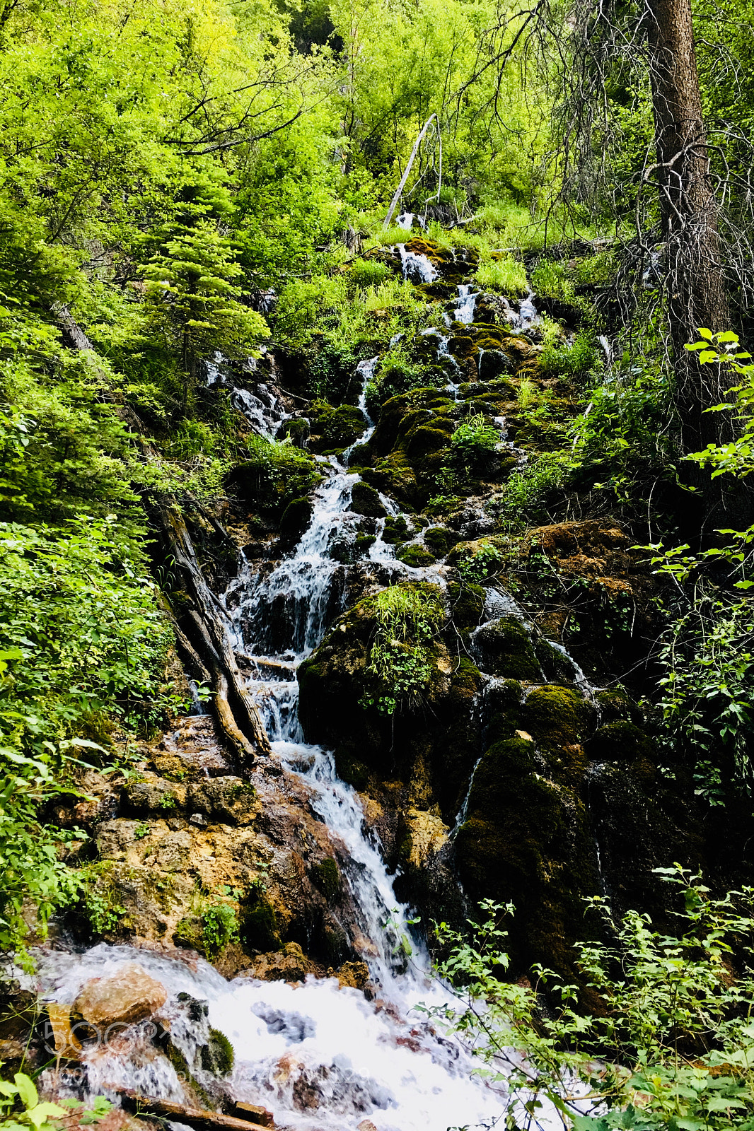 Apple iPhone 6s Plus sample photo. Forest stream photography