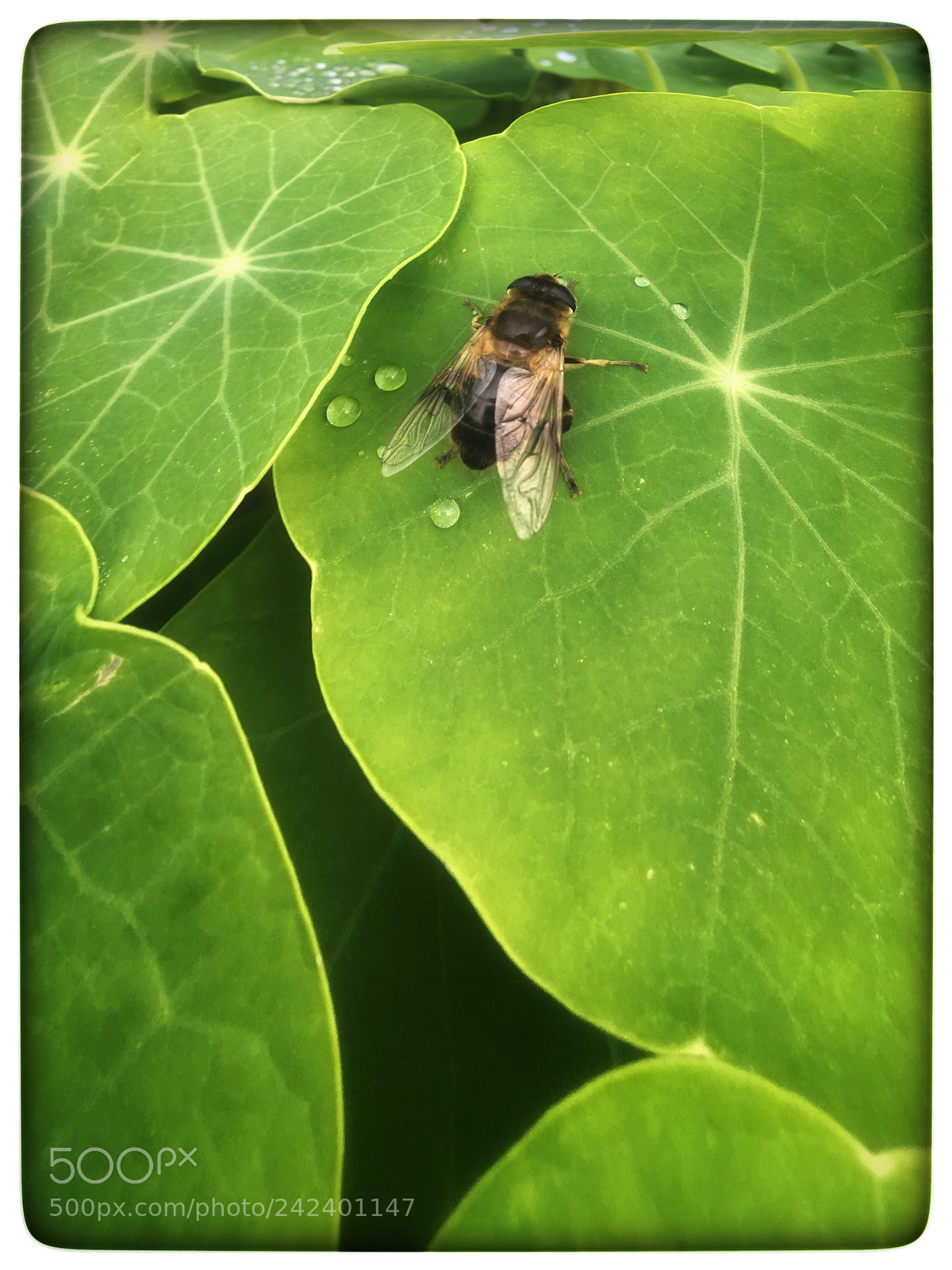 Apple iPhone 6s sample photo. Untitled photography