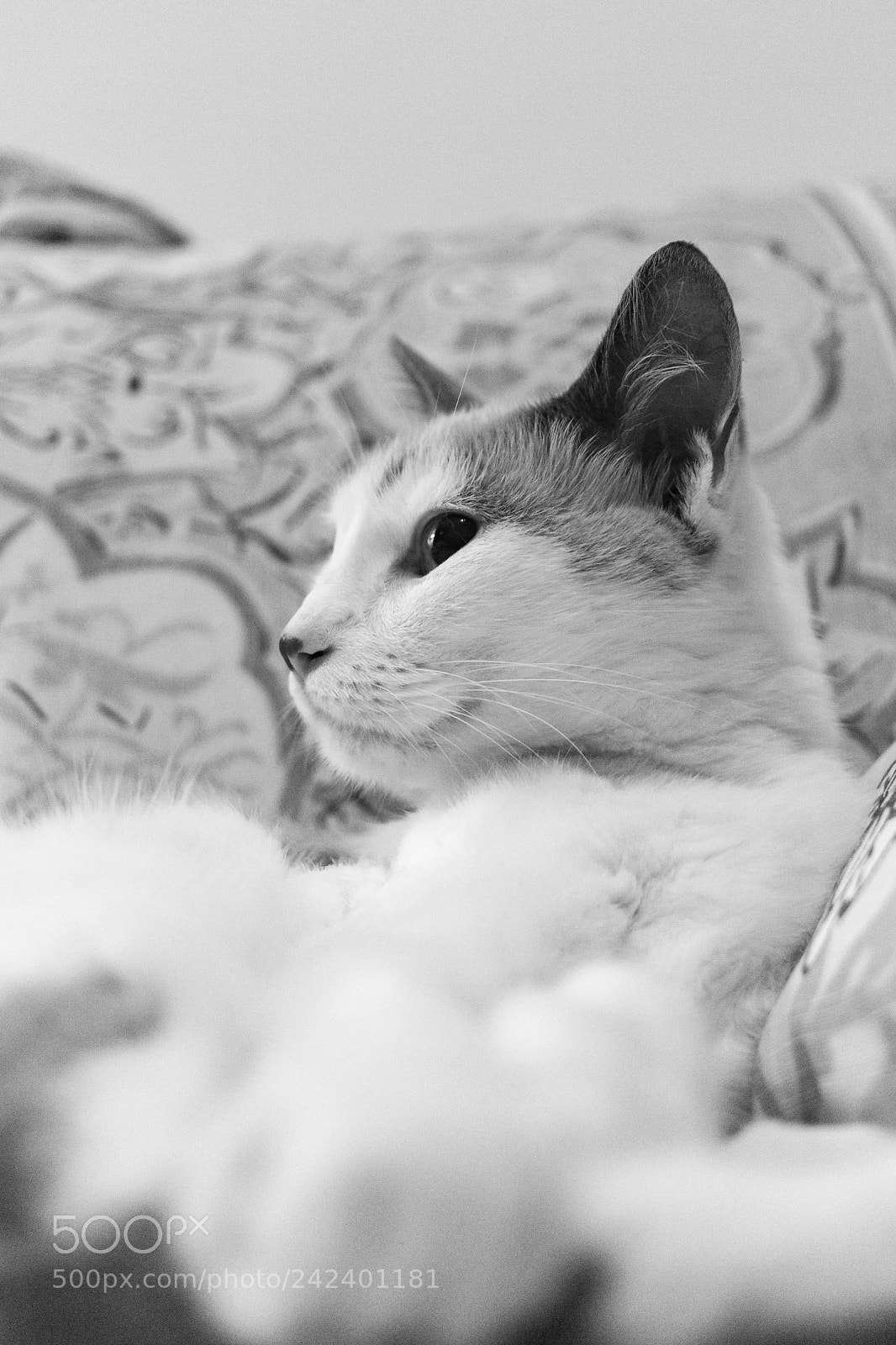 Canon EOS 550D (EOS Rebel T2i / EOS Kiss X4) sample photo. Cotton cat photography