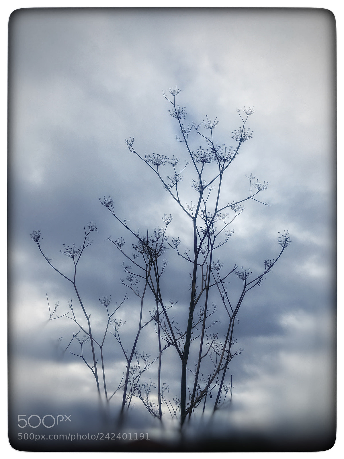 Apple iPhone 6s sample photo. Untitled photography