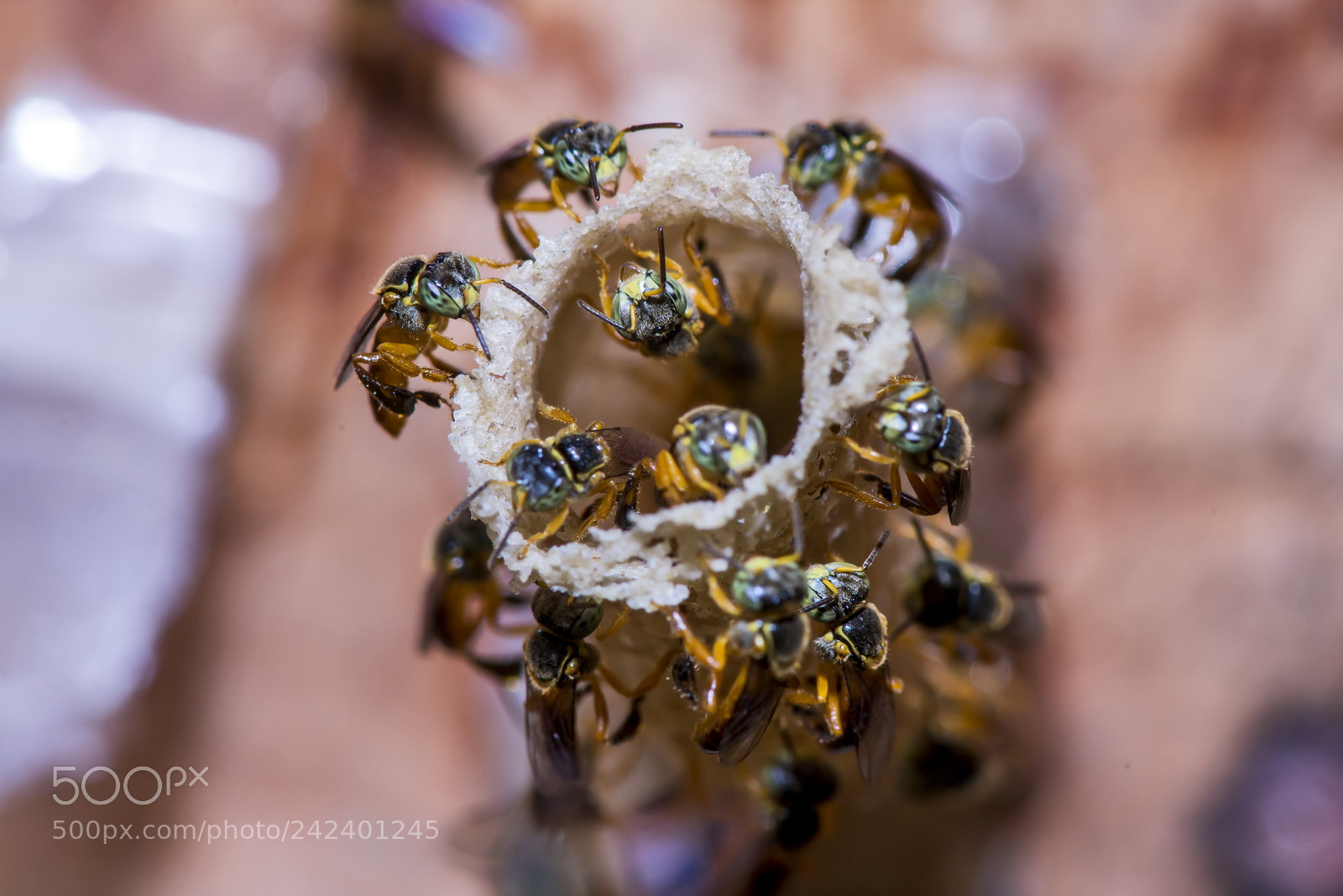 Nikon D800 sample photo. Colm ia de abelhas photography