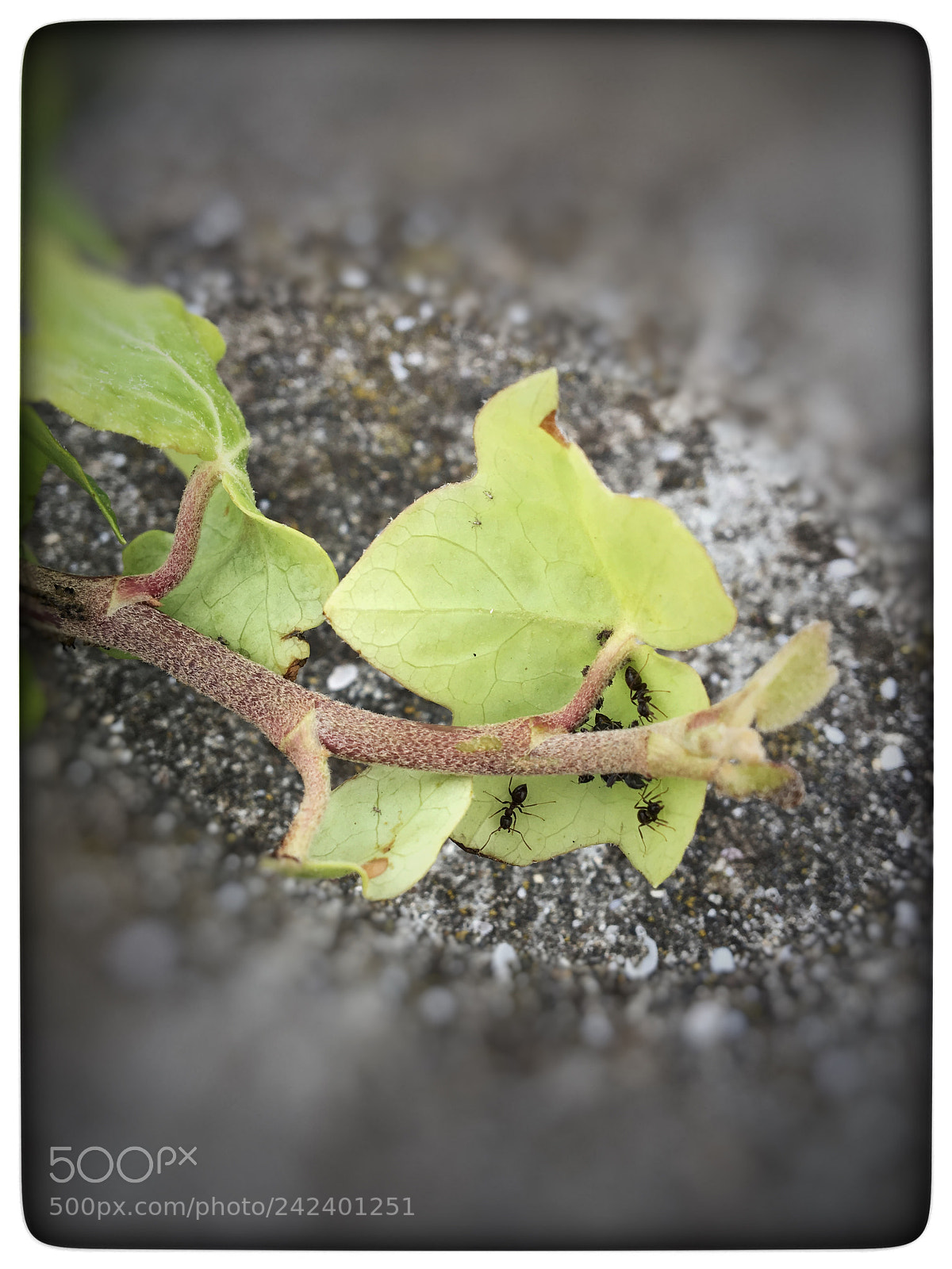 Apple iPhone 6s sample photo. Untitled photography