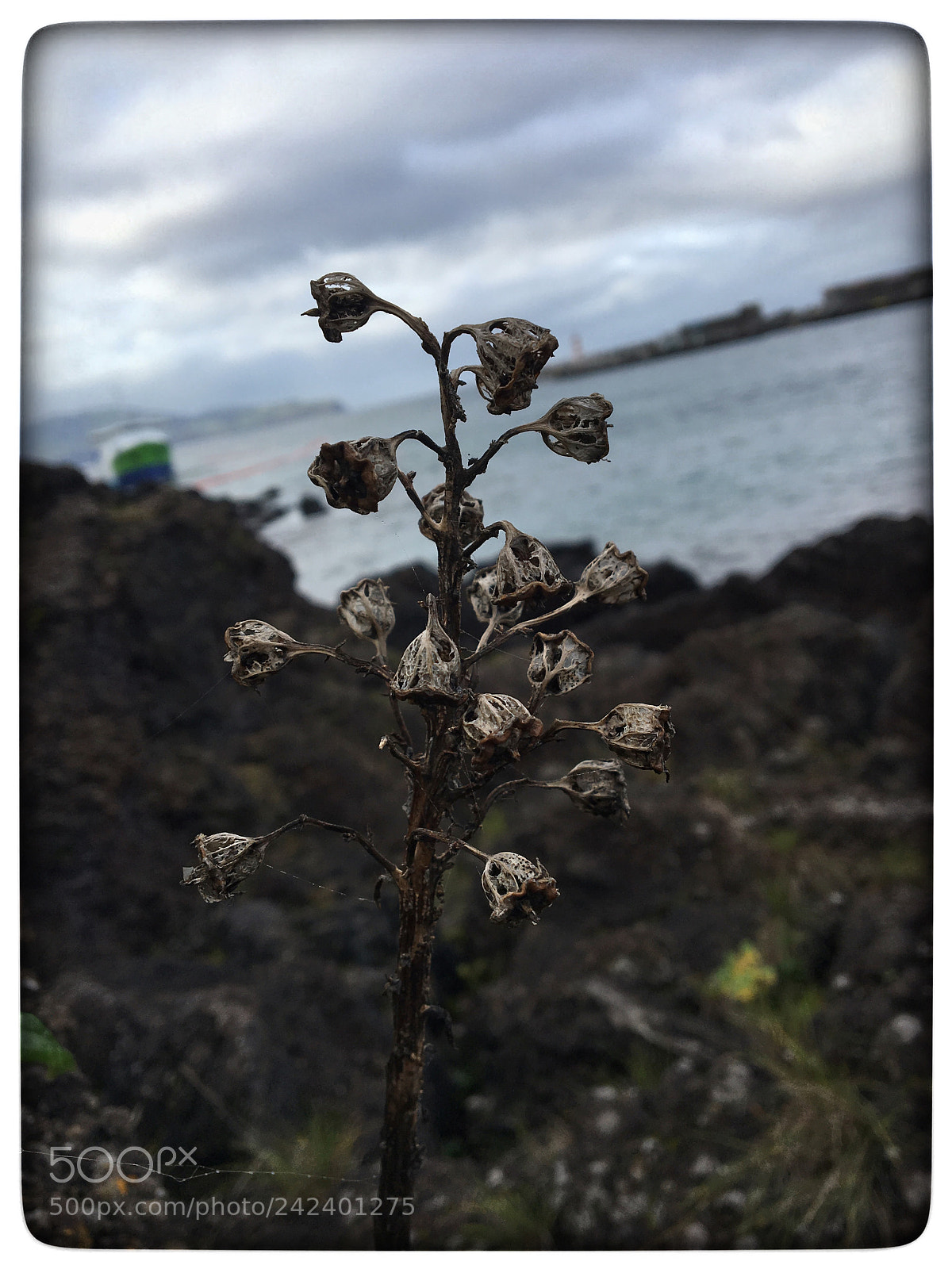 Apple iPhone 6s sample photo. Untitled photography