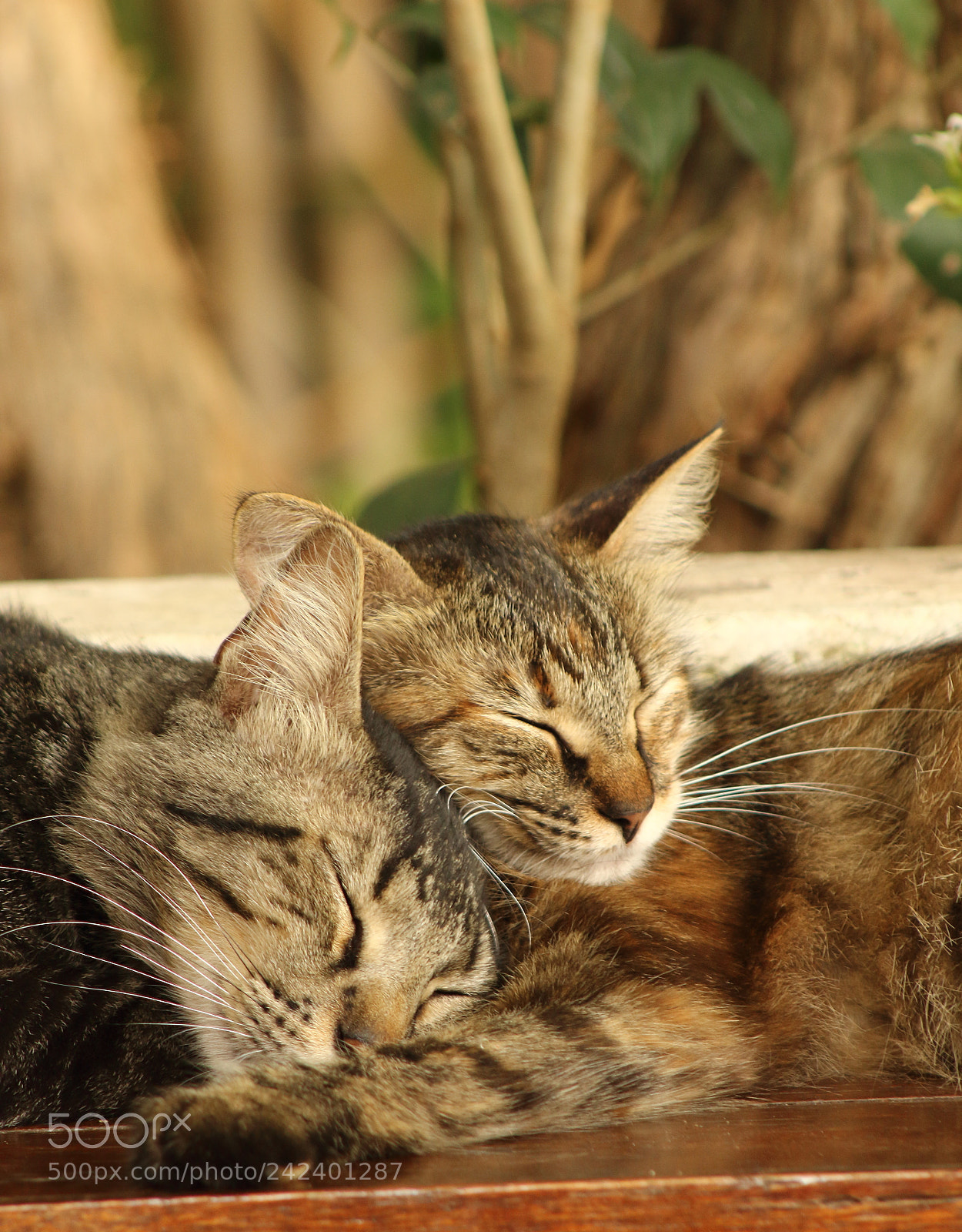 Canon EOS 1300D (EOS Rebel T6 / EOS Kiss X80) + EF75-300mm f/4-5.6 sample photo. <3 photography