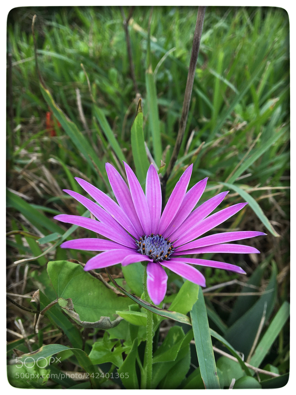 Apple iPhone 6s sample photo. Untitled photography